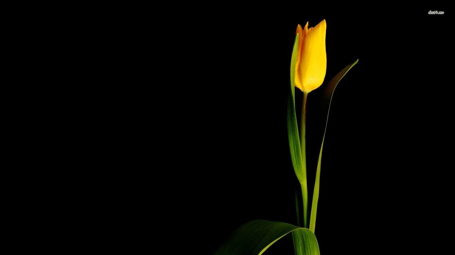 Tulpe Natur, Hintergrund, Bild, Frühling, Blütenpracht, 1920x1080 Full HD Desktop