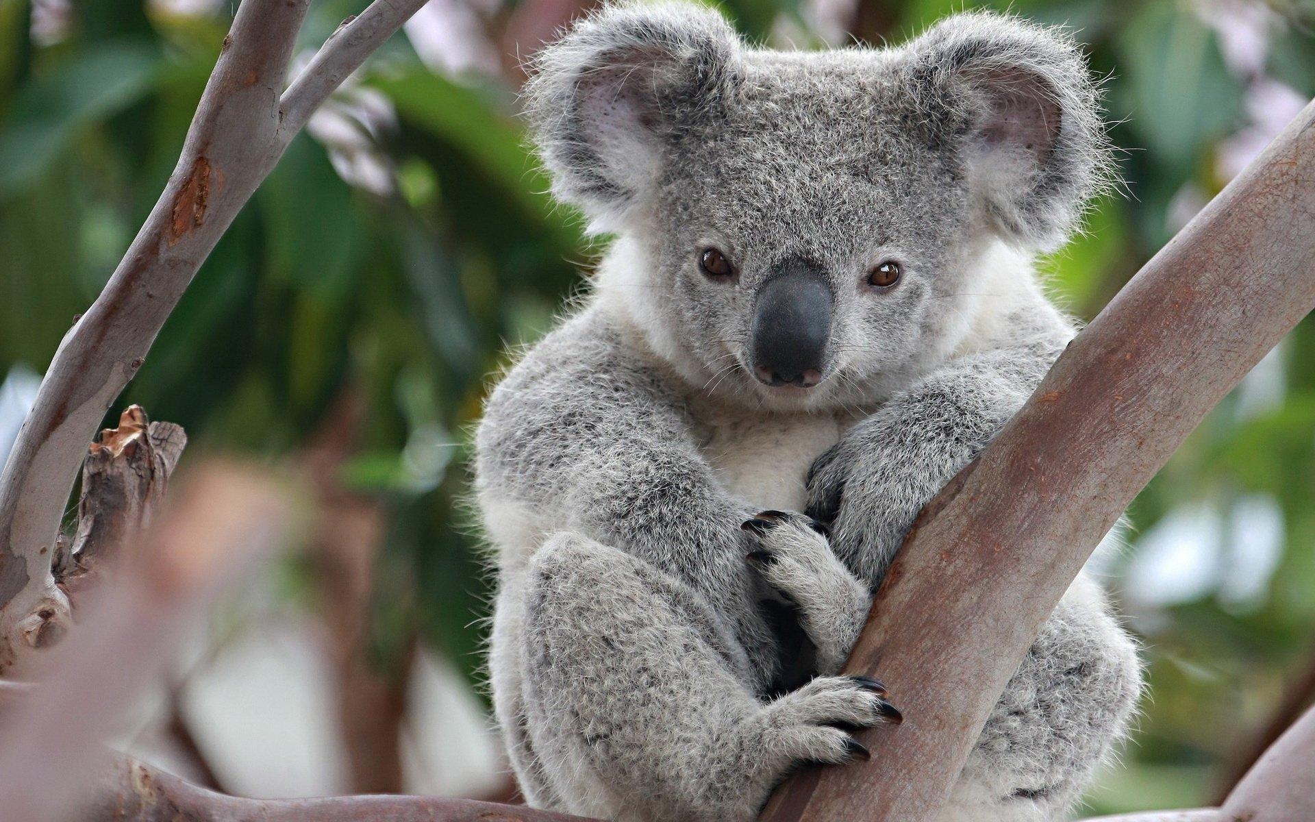 Koala, HD, niedliches Tier, Australien, Hintergrundbild, 1920x1200 HD Desktop