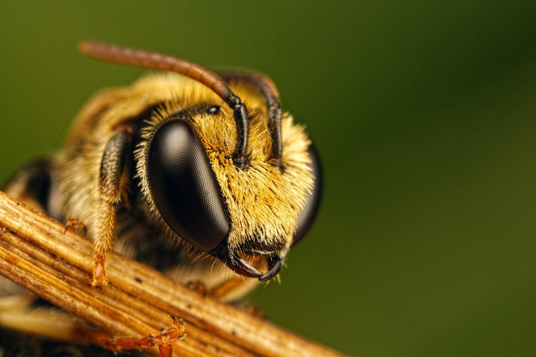 Insekten, herunterladen, Hintergrund, Full HD, überlegen, 1800x1200 HD Desktop