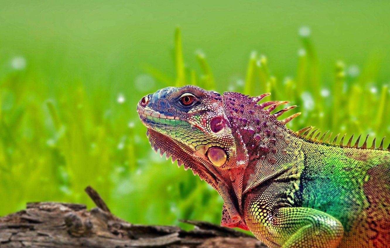 Iguana, Regenbogen, Echse, Desktop, Reptilien, 1340x850 HD Desktop