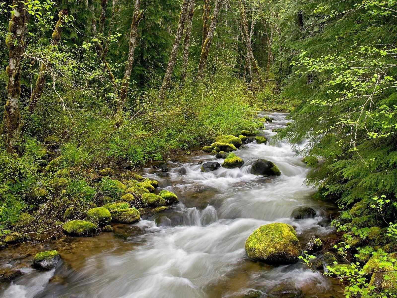 Waldfluss, Natur, Flüsse, JPG Format, Landschaft, 1600x1200 HD Desktop