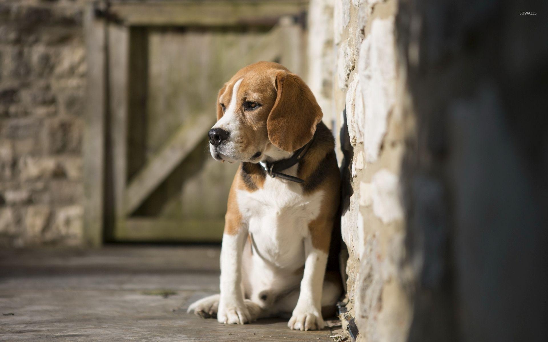 Beagle Hund, Tiere, hohe Auflösung, Fotografie, Beagle Bild, 1920x1200 HD Desktop