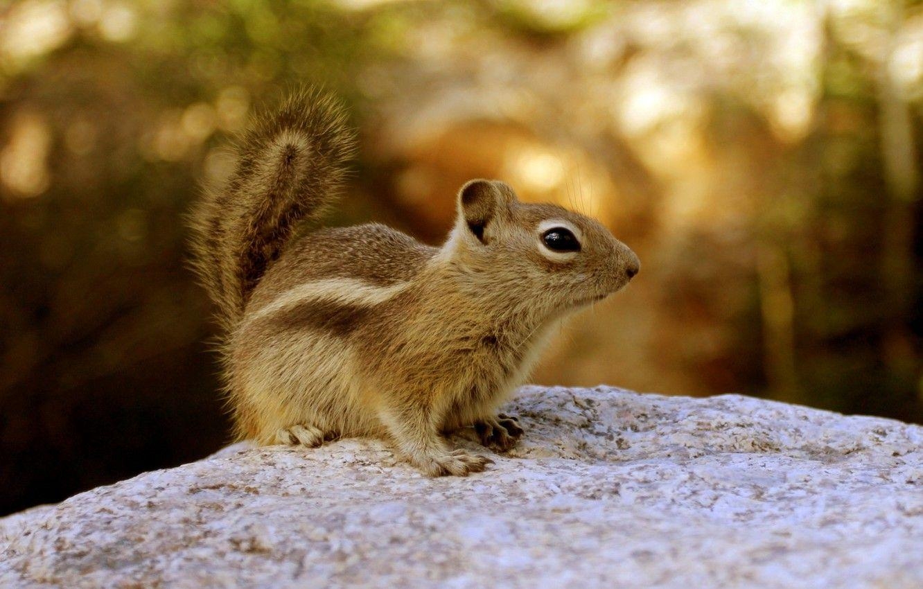 Baby Streifenhörnchen, Natur, Desktop, Tiere, Bild, 1340x850 HD Desktop