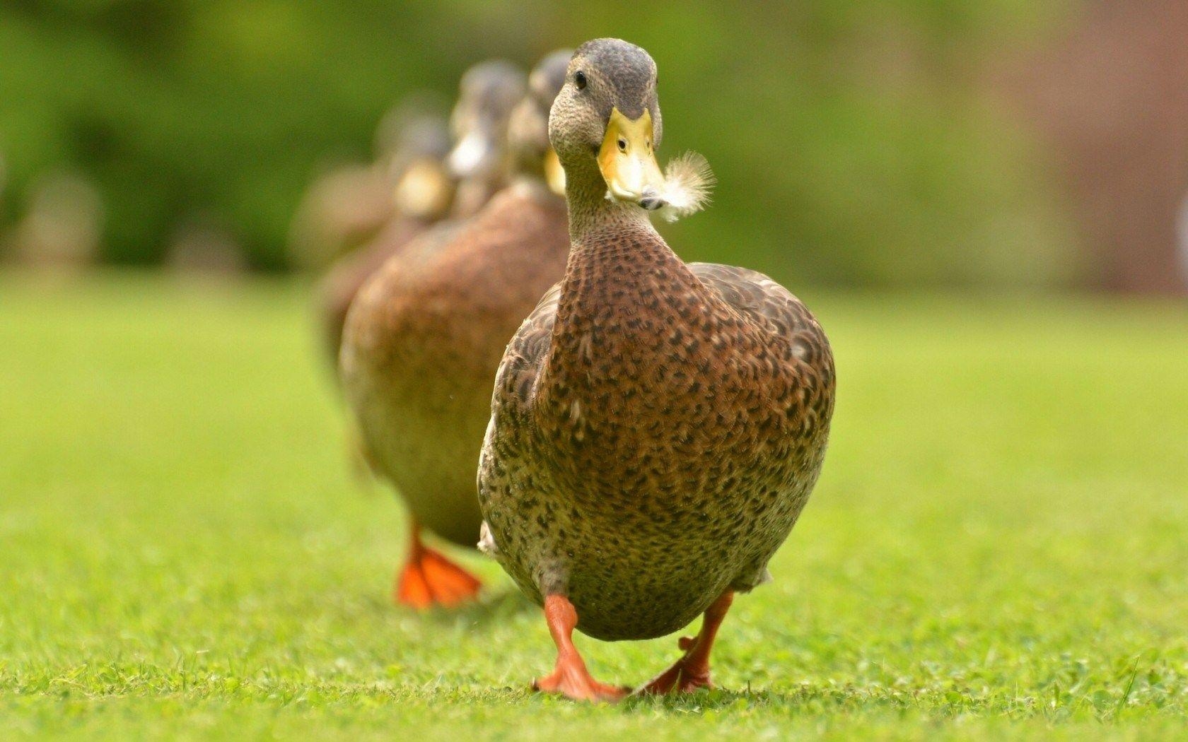 Ente, 4K Qualität, Tiere, Hintergrund, Natur, 1680x1050 HD Desktop