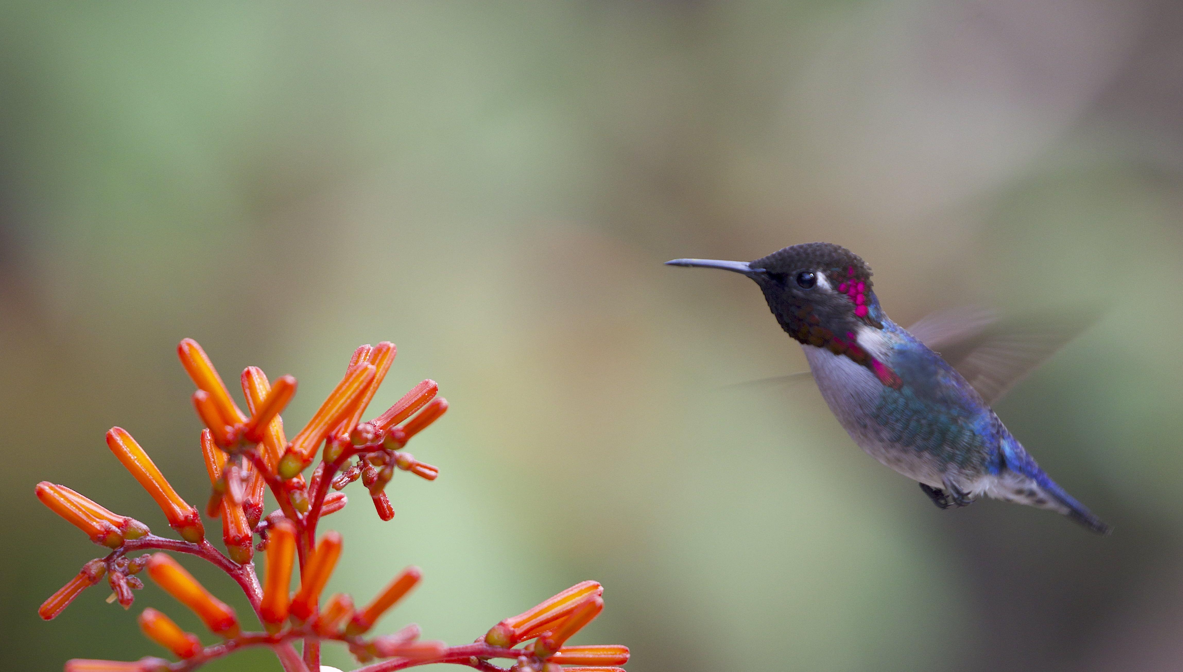 Kolibri, blau und schwarz, Blume, HD Bild, 4600x2620 4K Desktop