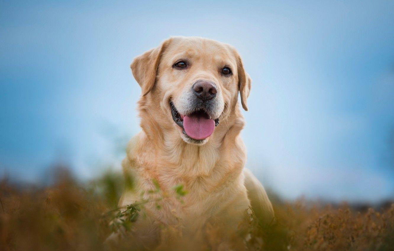 Labrador Retriever, Porträt, Freude, Hund, Bokeh, 1340x850 HD Desktop