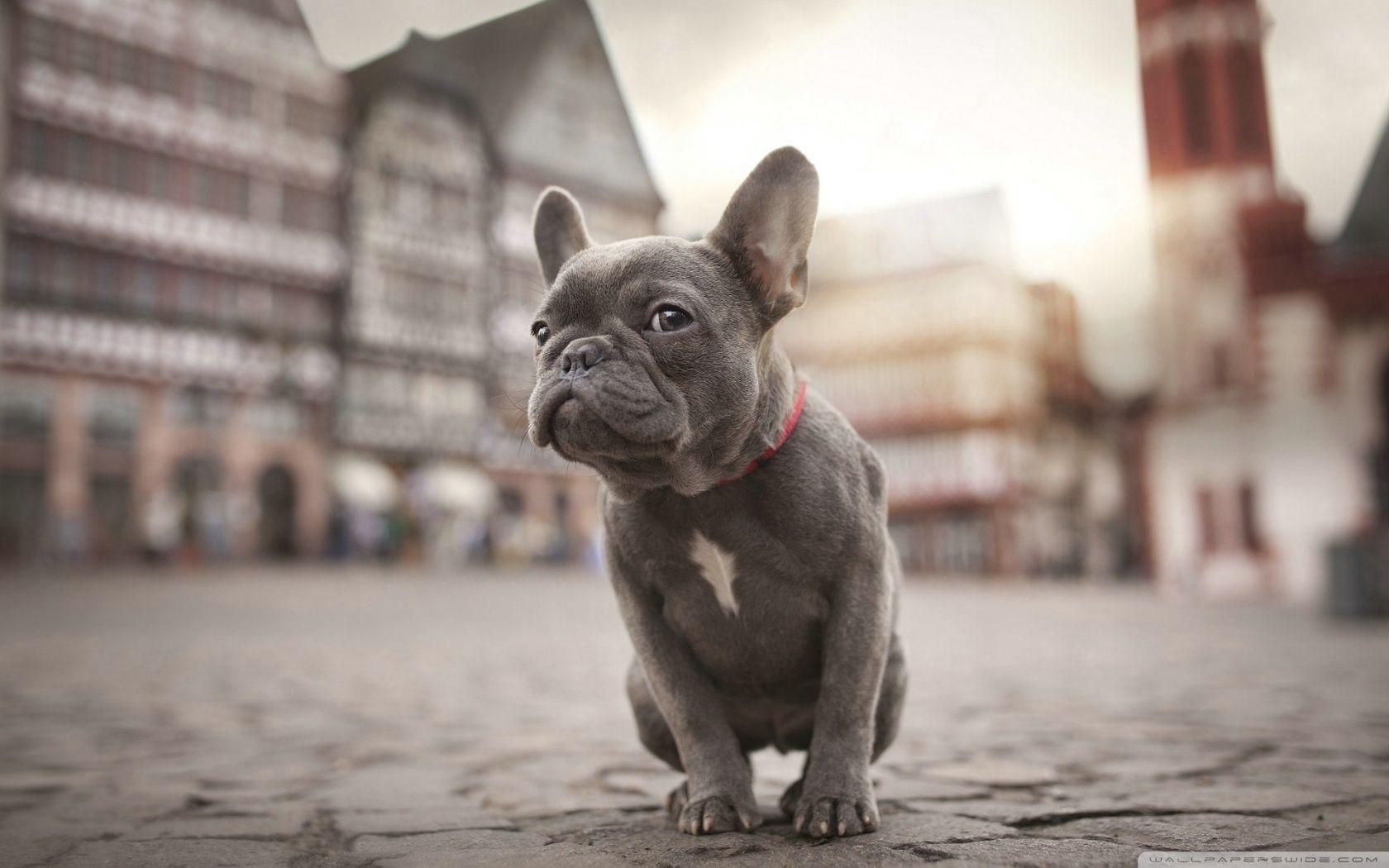 Französische Bulldoggen, Hintergrund, Tiere, Süß, Haustiere, 1680x1050 HD Desktop