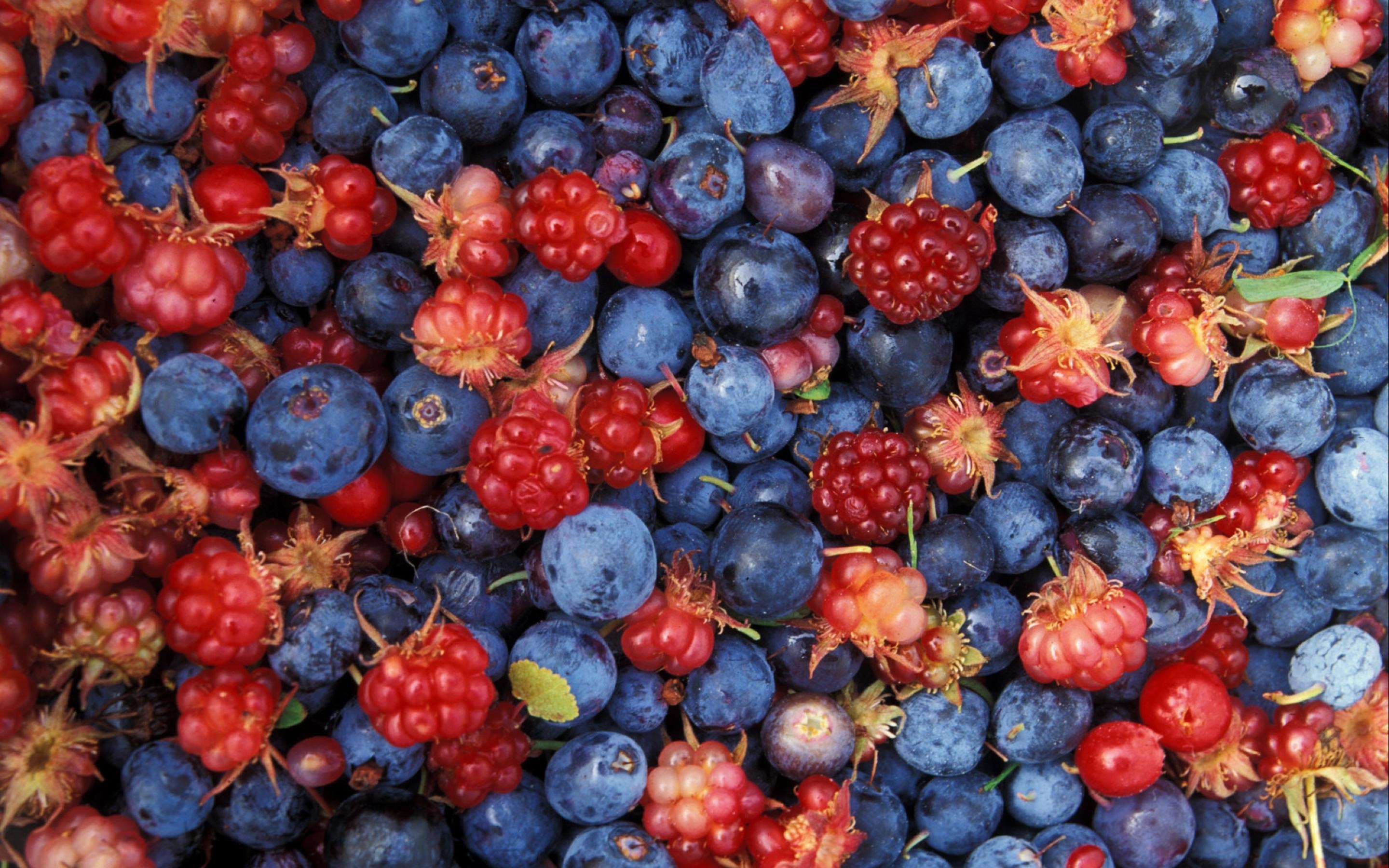 Alaska Beeren, Wildfrüchte, HD, Hintergrund, Natur, 2880x1800 HD Desktop