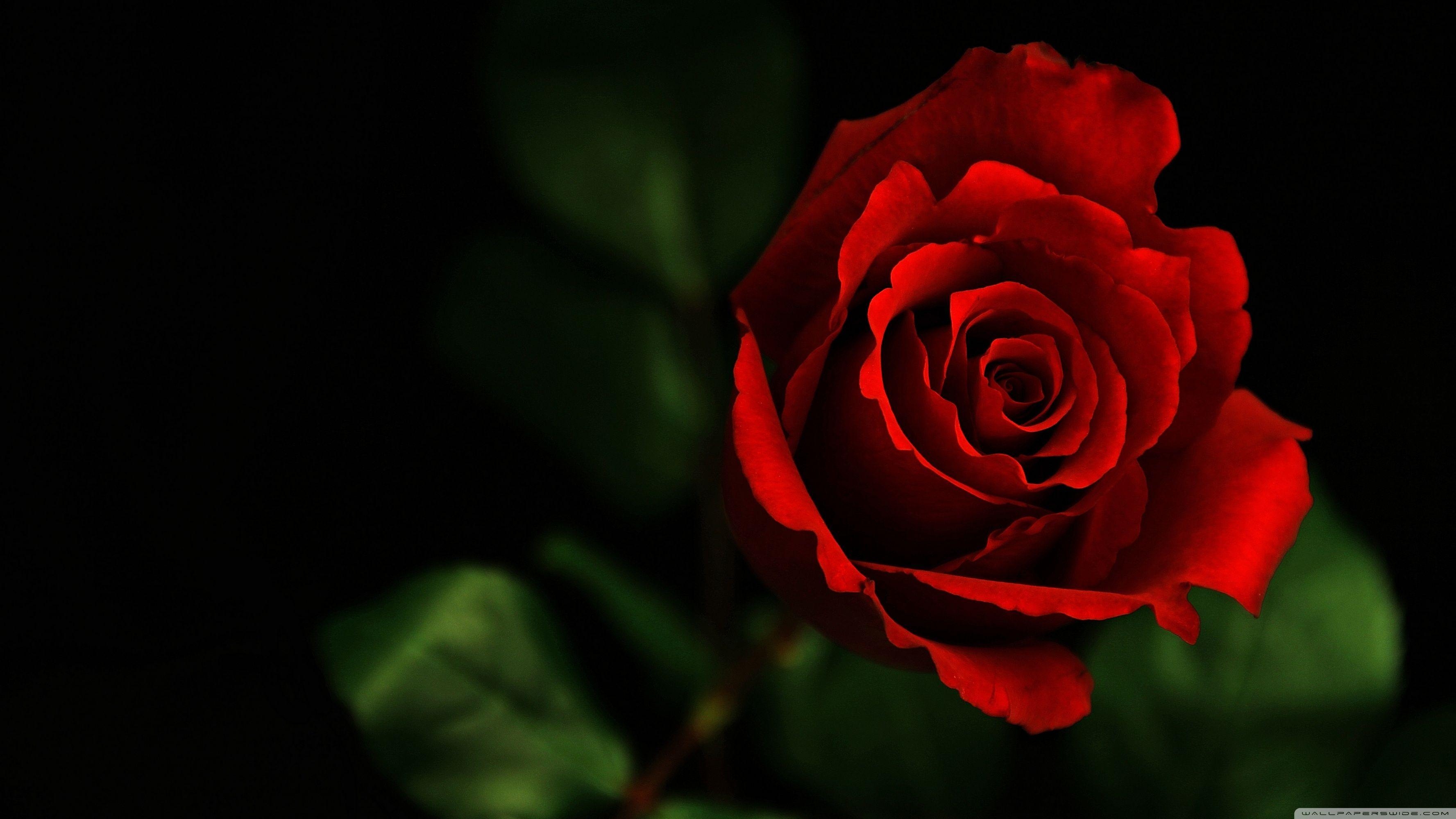 Rosen, HD, Hintergrund, Blumen, Display, 3560x2000 HD Desktop