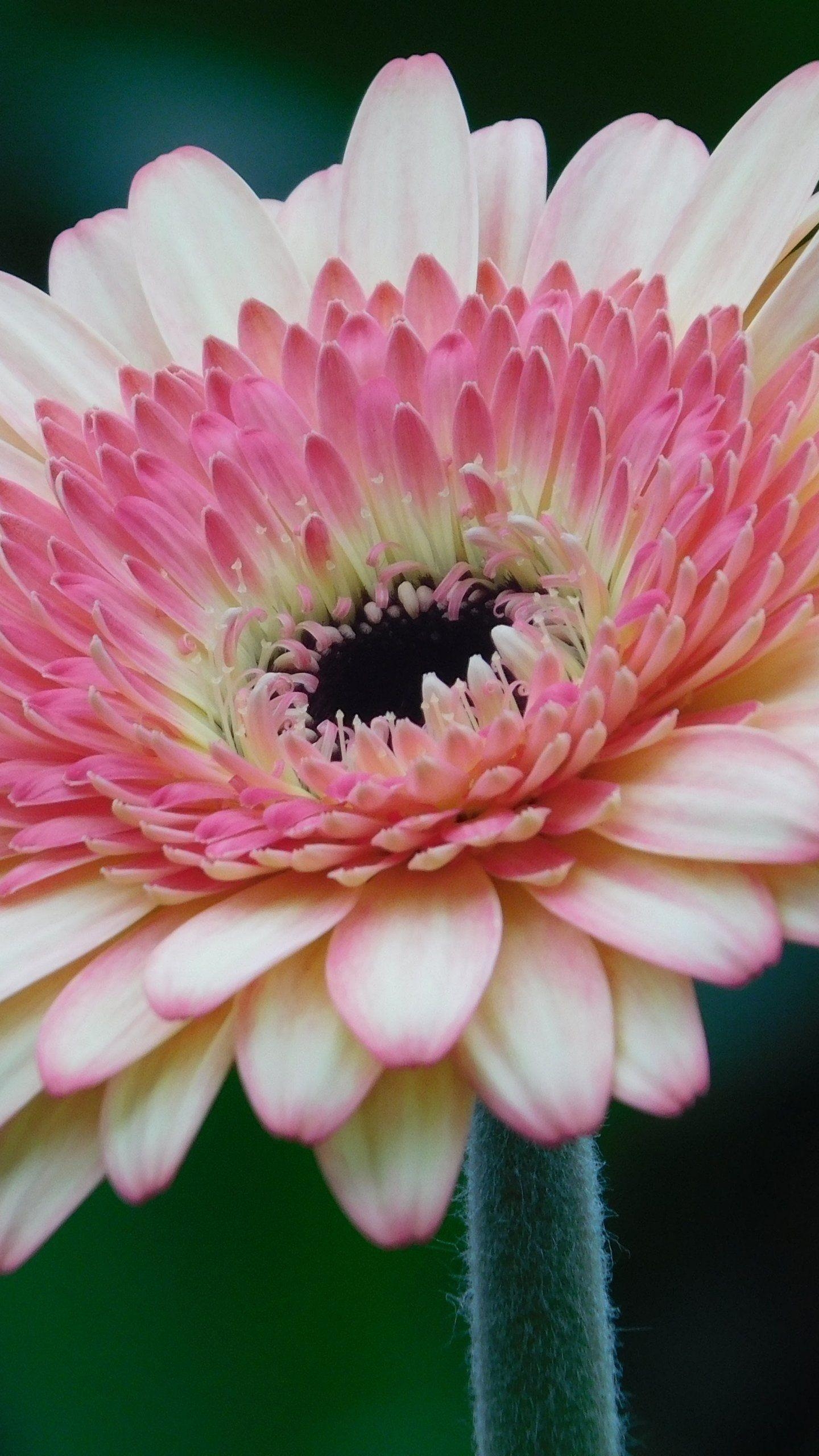 Gerbera Gänseblümchen, Rosa Blumen, Android, Hintergrund, 1440x2560 HD Handy