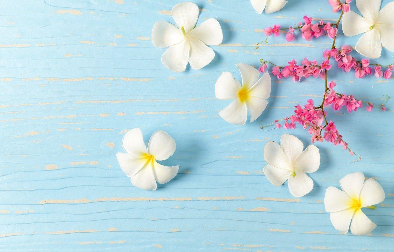 Plumeria, Weiße Blume, Natur, Hintergrund, Holz, 1340x850 HD Desktop