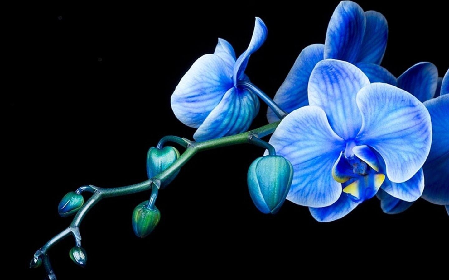 Orchidee, Eletragesi, blau, Bild, Hintergrund, 1440x900 HD Desktop