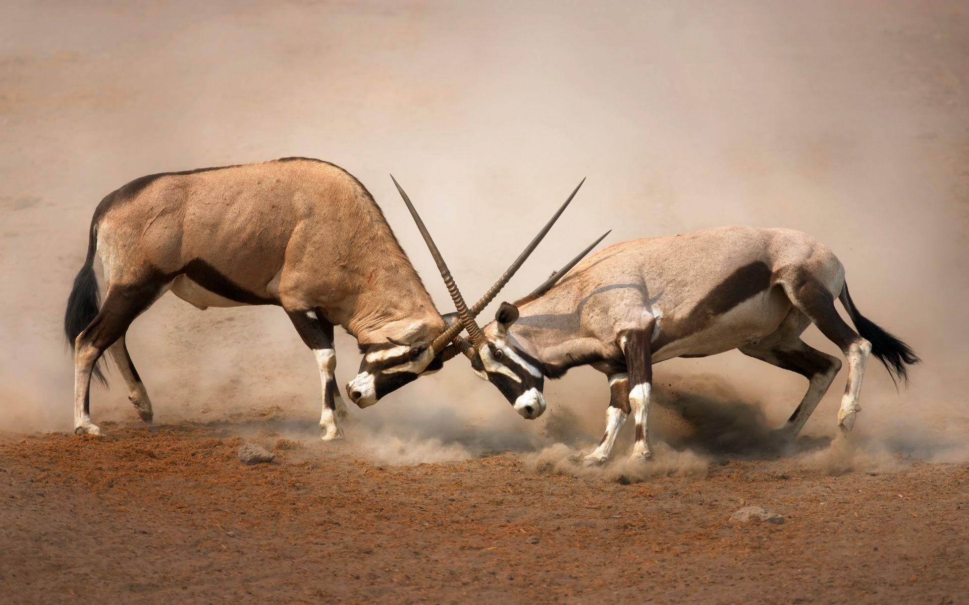 Antilope, Hintergrundbild, Wildtiere, Bild, Savannah, 1920x1200 HD Desktop