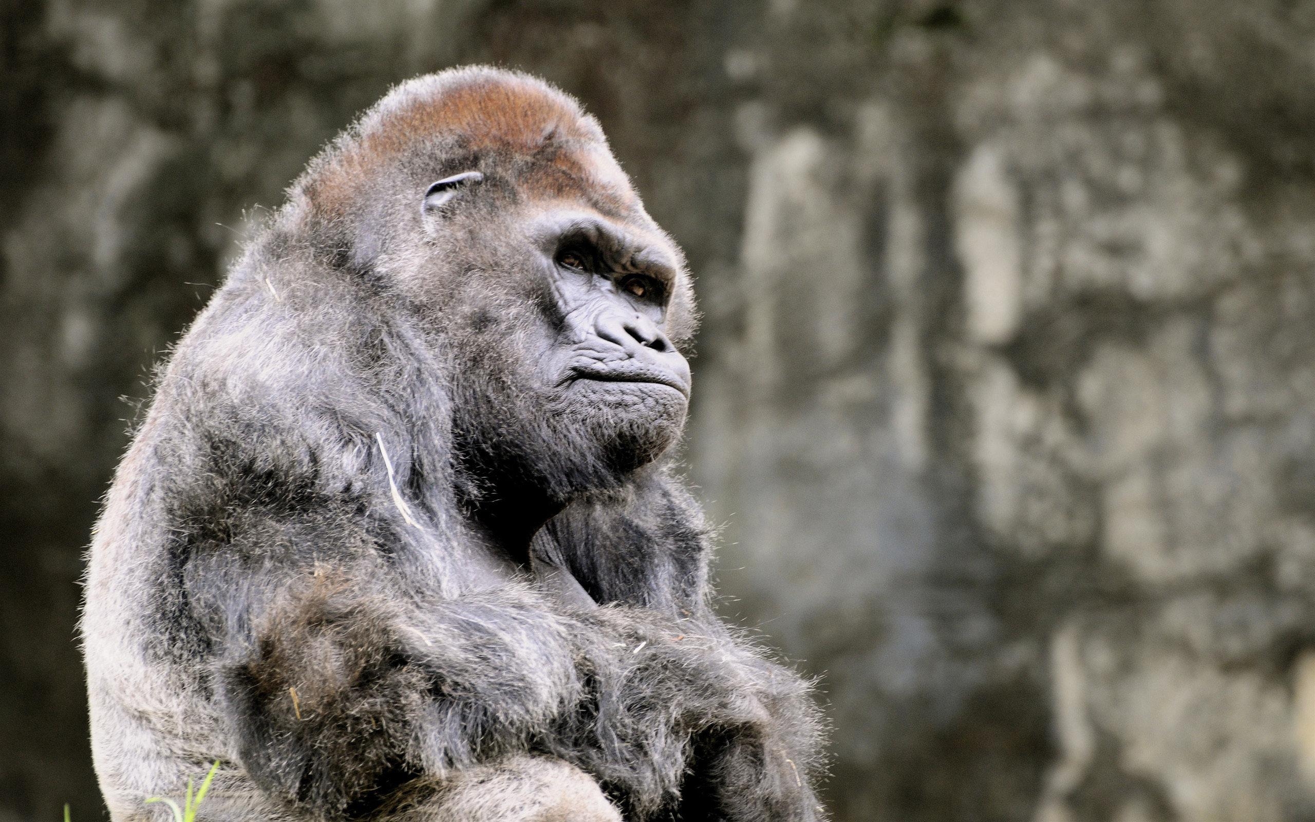 Gorilla, HD, Desktop, Hintergrund, Tiere, 2560x1600 HD Desktop