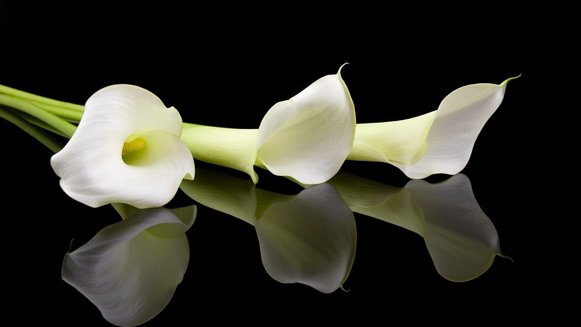 Calla-Lilie, Wallpaper, Natur, Blumenschönheit, elegante Farbgebung, 1920x1080 Full HD Desktop