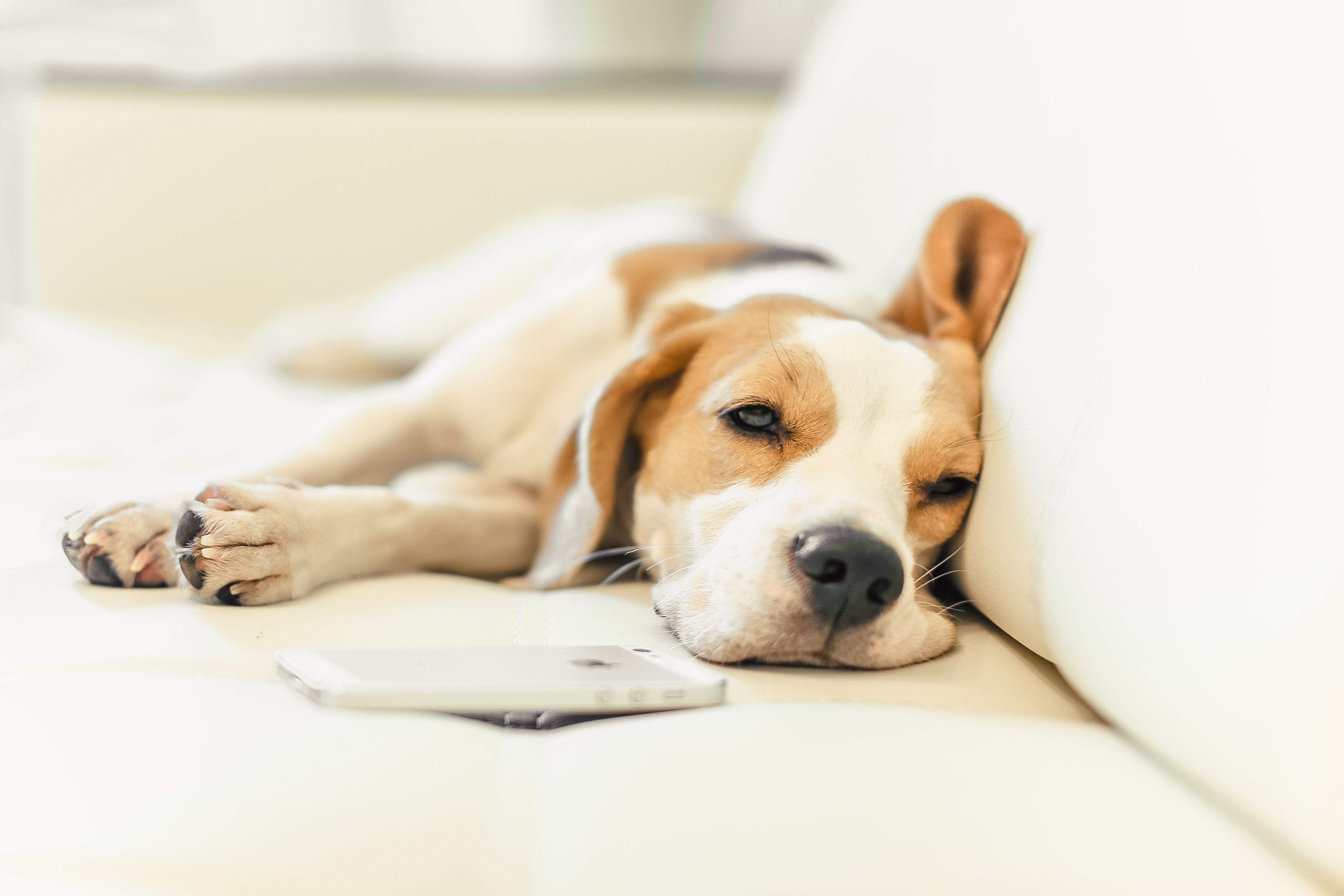 Beagle Welpe, Hund, HD, Desktop, Mobil, 5280x3520 4K Desktop
