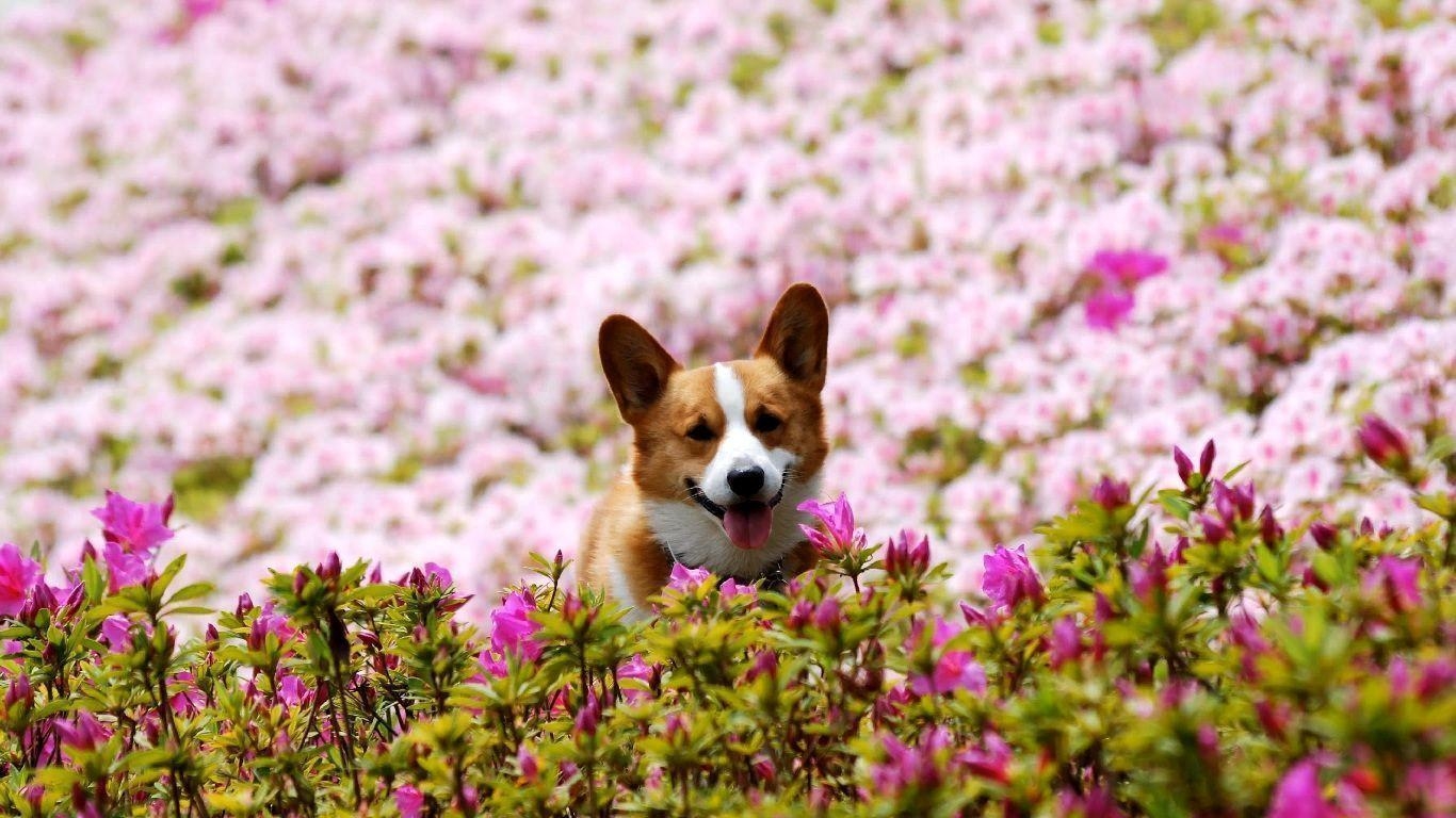 Corgi, Niedlich, Haustier, HD, Hintergrund, 1370x770 HD Desktop