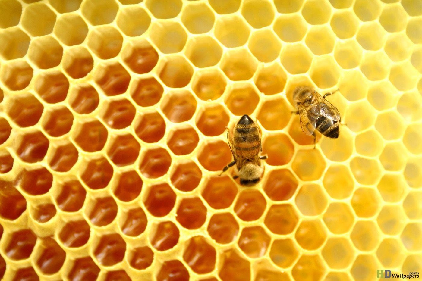 Honig, HD, Hintergrundbild, Bienenprodukte, Süße, 1400x940 HD Desktop