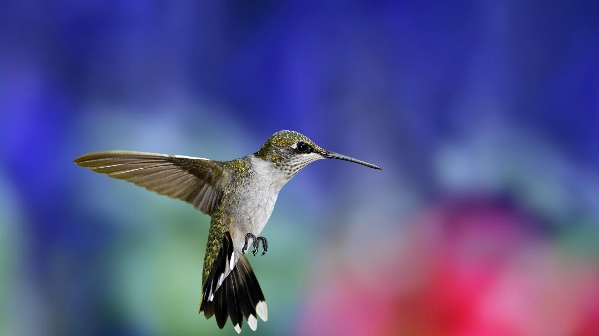 Kolibri, HD Hintergrund, Tier, Foto, Tapetenidee, 1920x1080 Full HD Desktop