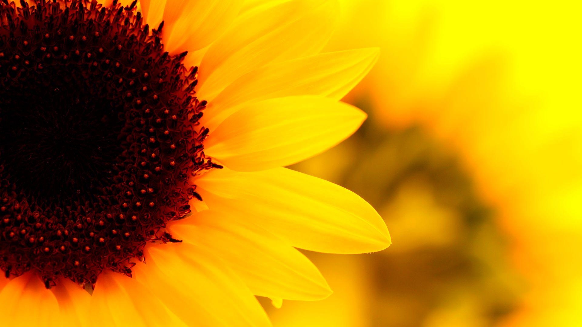 Sonnenblume, Natur, Mobil, kostenlos, Hintergrundbild, 1920x1080 Full HD Desktop