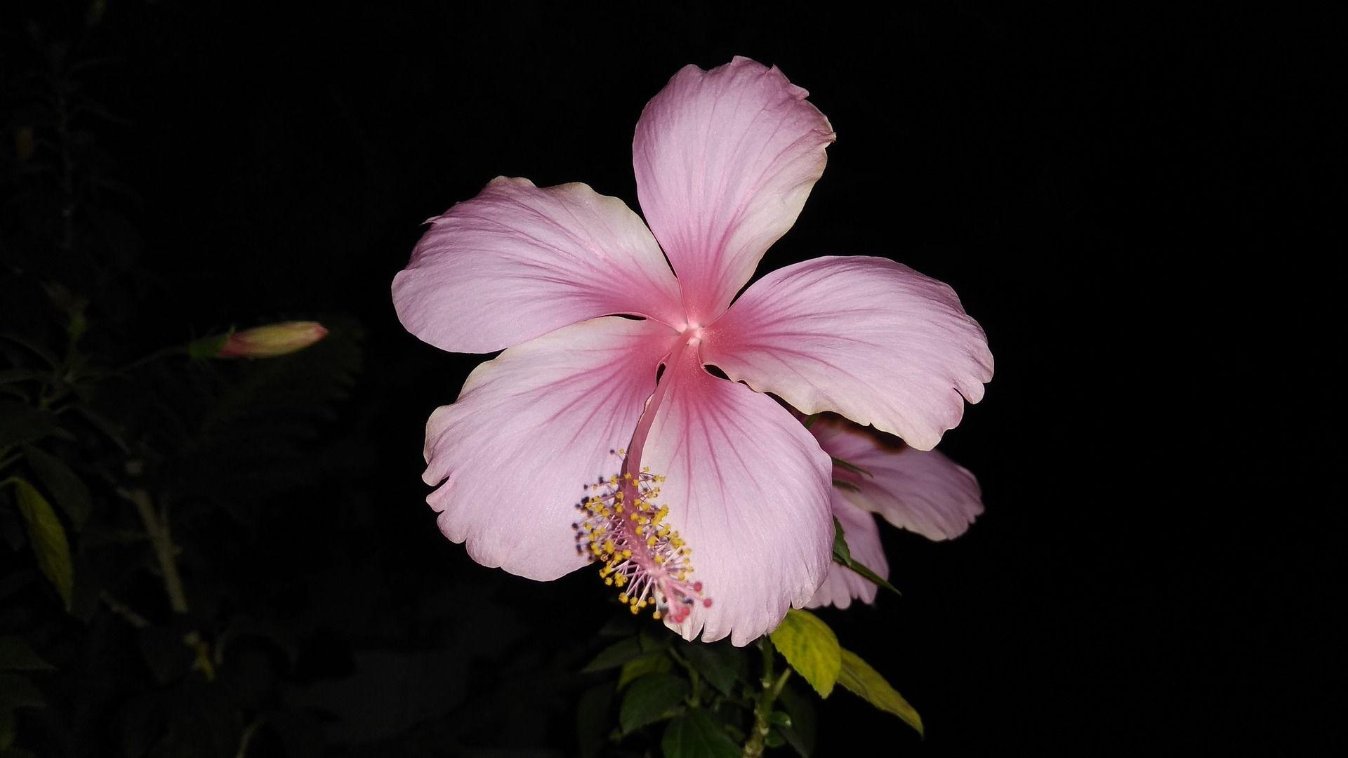 Hibiskus, Rosa, Blüten, Freude, Natur, 1920x1080 Full HD Desktop