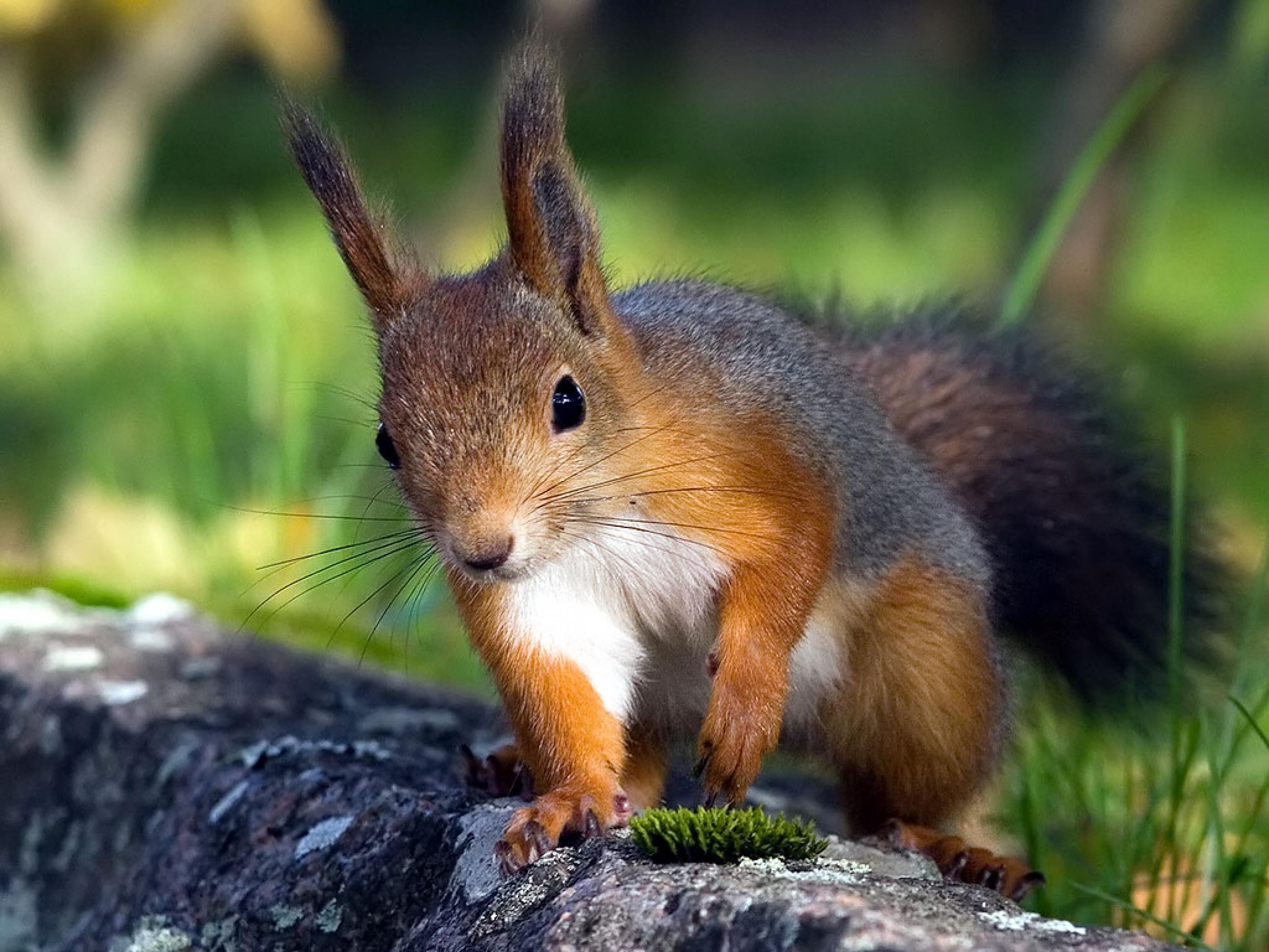 Eichhörnchen, 4K, 1024x768 Px, Hintergrund, Natur, 2800x2100 HD Desktop