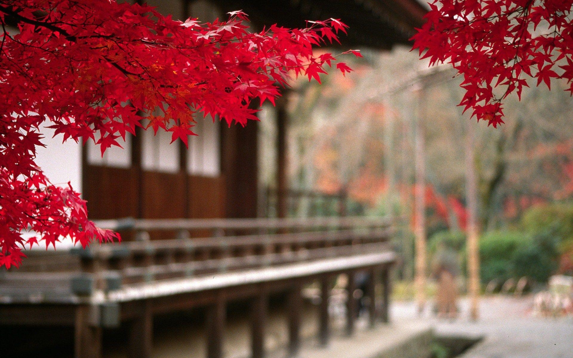 Herbst, Japan, Ahornblätter, Natur, Widescreen, 1920x1200 HD Desktop