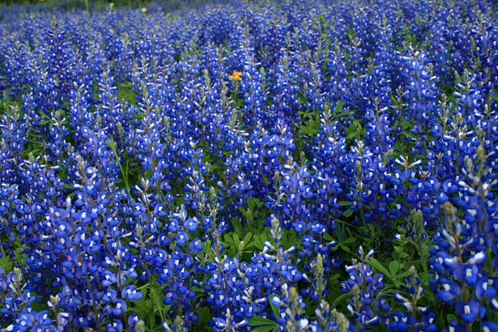 Texas, Bluebonnet, Staatsblume, Entspannend, Natur, 1600x1070 HD Desktop