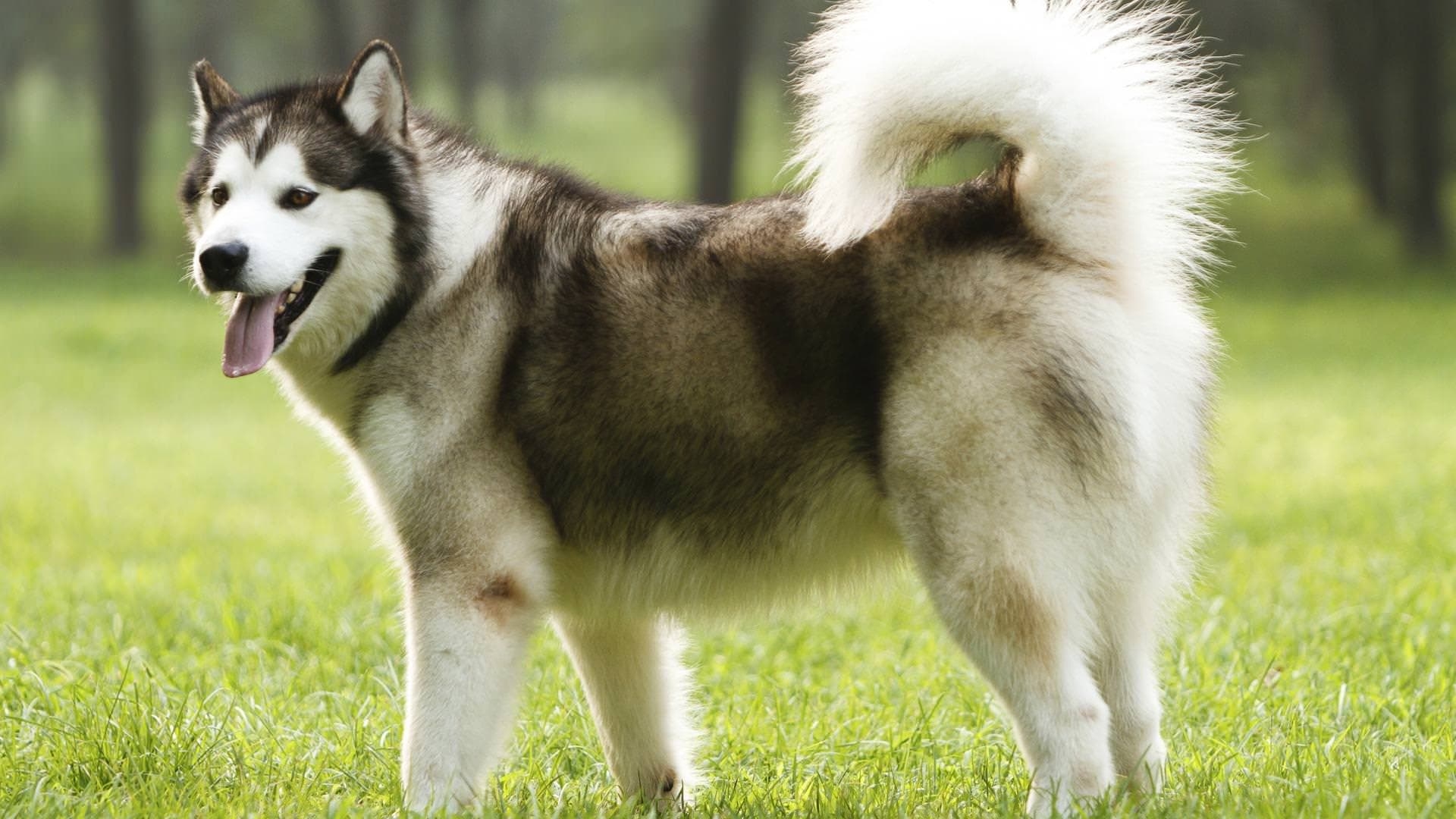 Alaskan Malamute, HD, Desktop, Hintergrund, Tiere, 1920x1080 Full HD Desktop