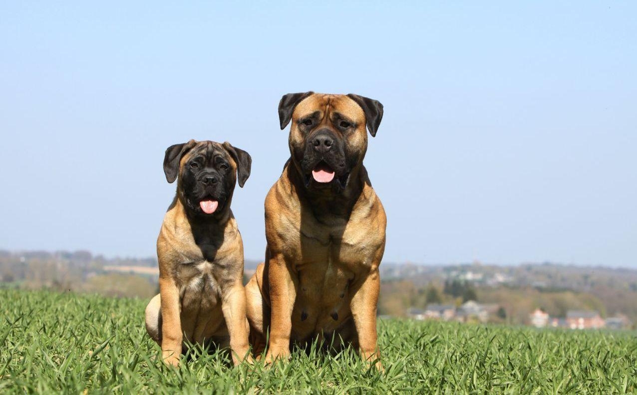 Bullmastiff, Fütterung, Pflege, Hund, Richtlinien, 1280x800 HD Desktop