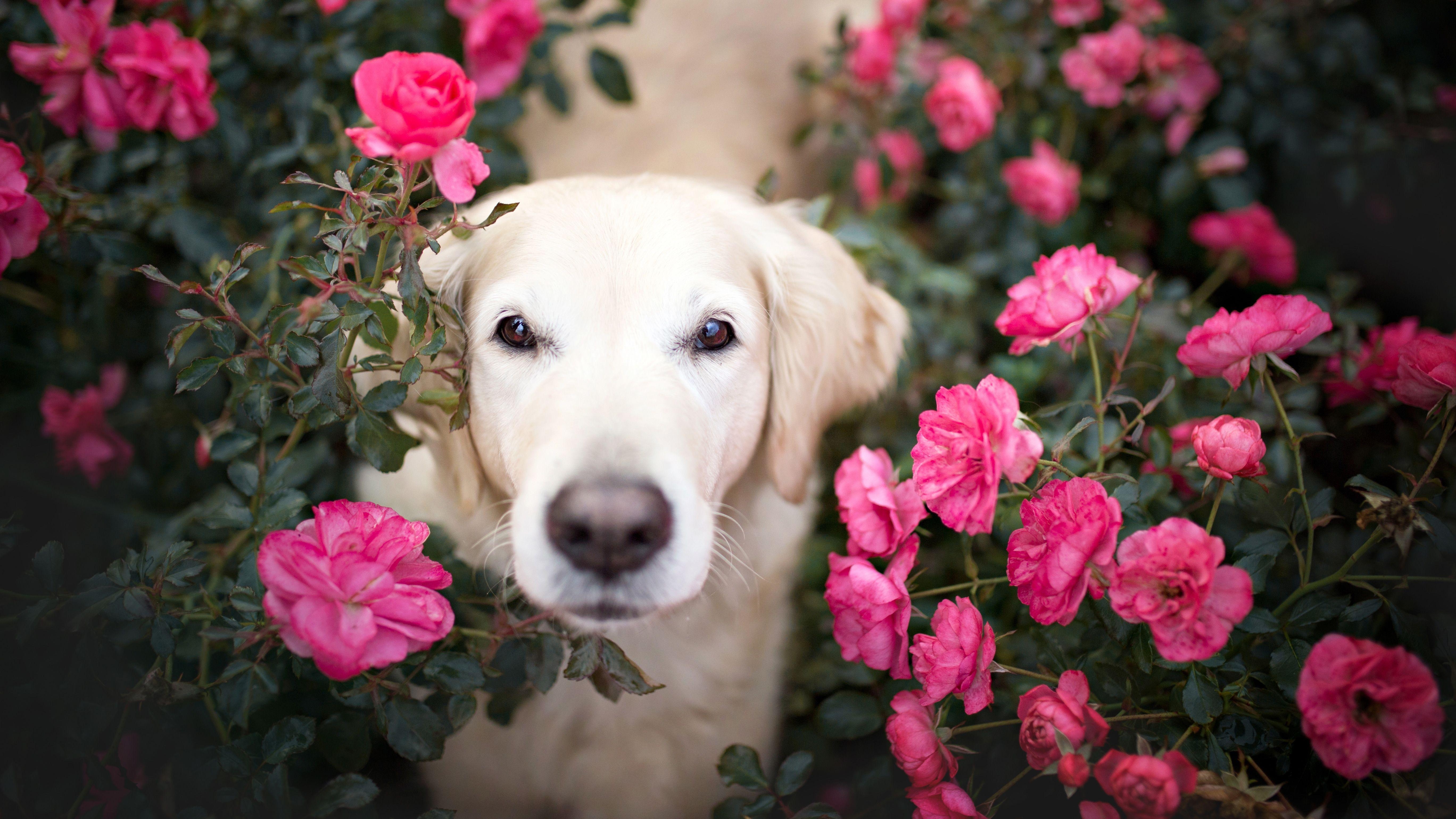 Goldener Retriever, Rosen, 5K, Tiere, Mobilgeräte, 5480x3080 4K Desktop