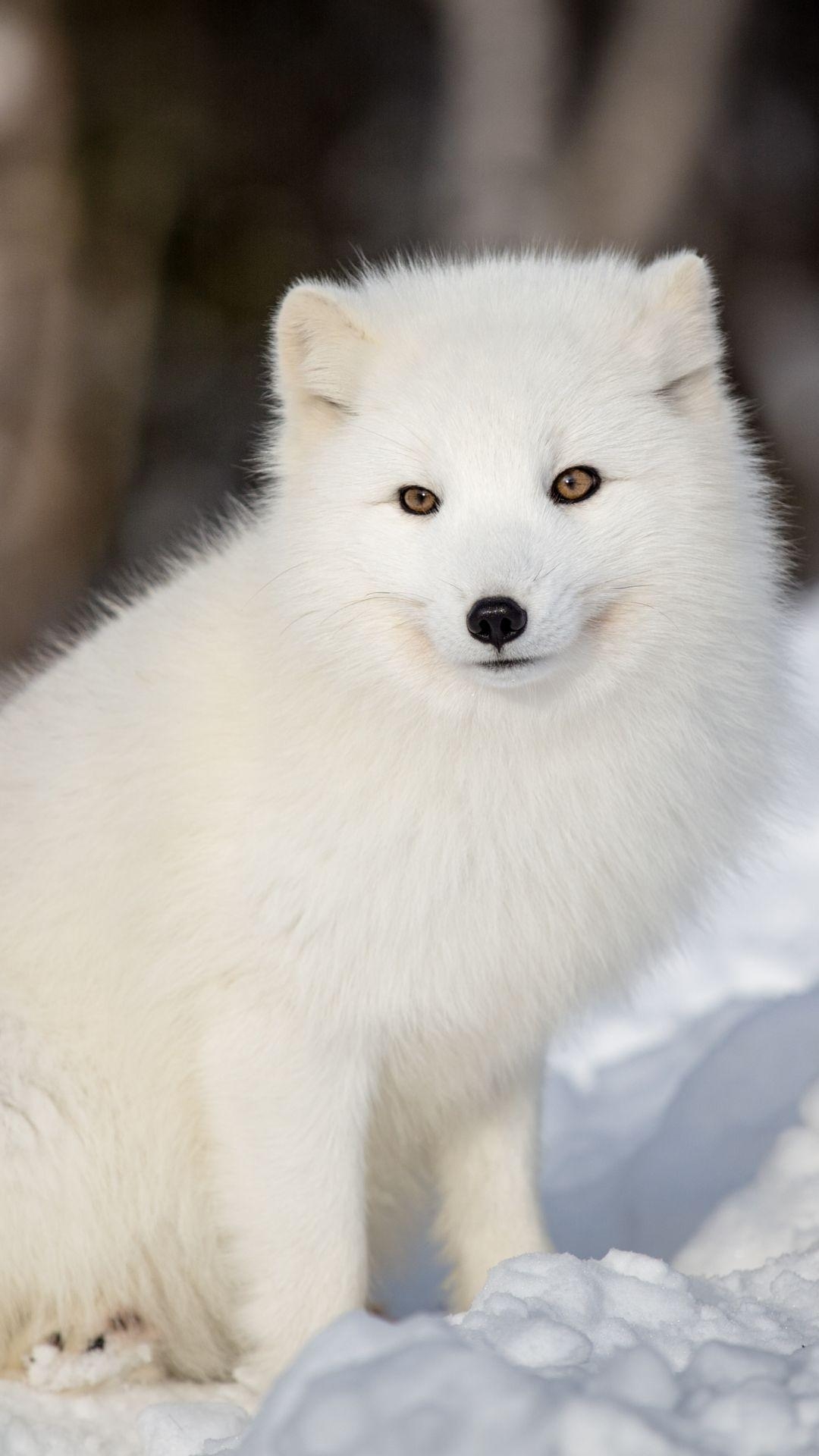 Arktischer Fuchs, Tiere, Winterlandschaft, Natur, Weiß, 1080x1920 Full HD Handy