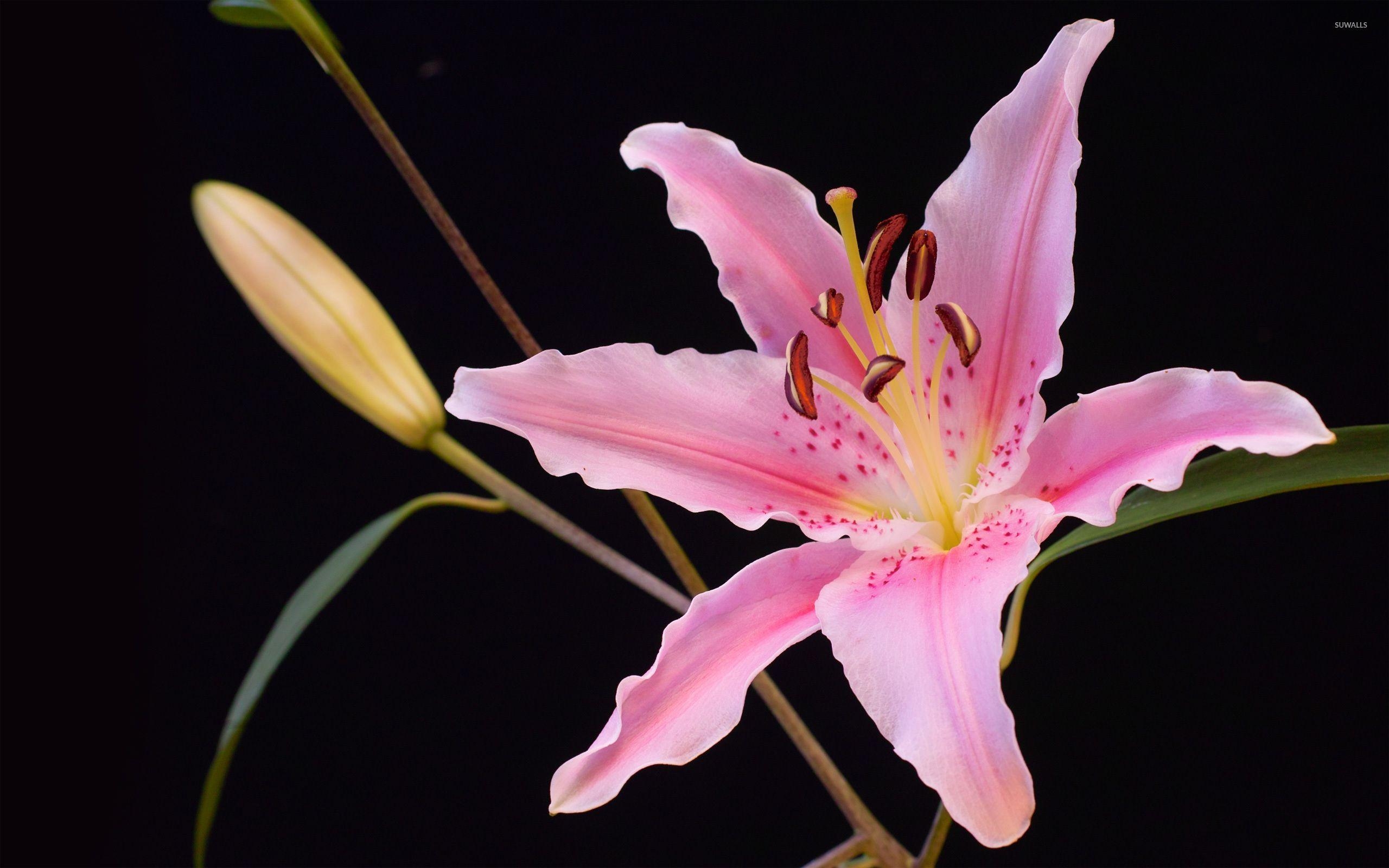 Lilie Natur, Blumen, Hintergrundbild, Tapete, Frühling, 2560x1600 HD Desktop