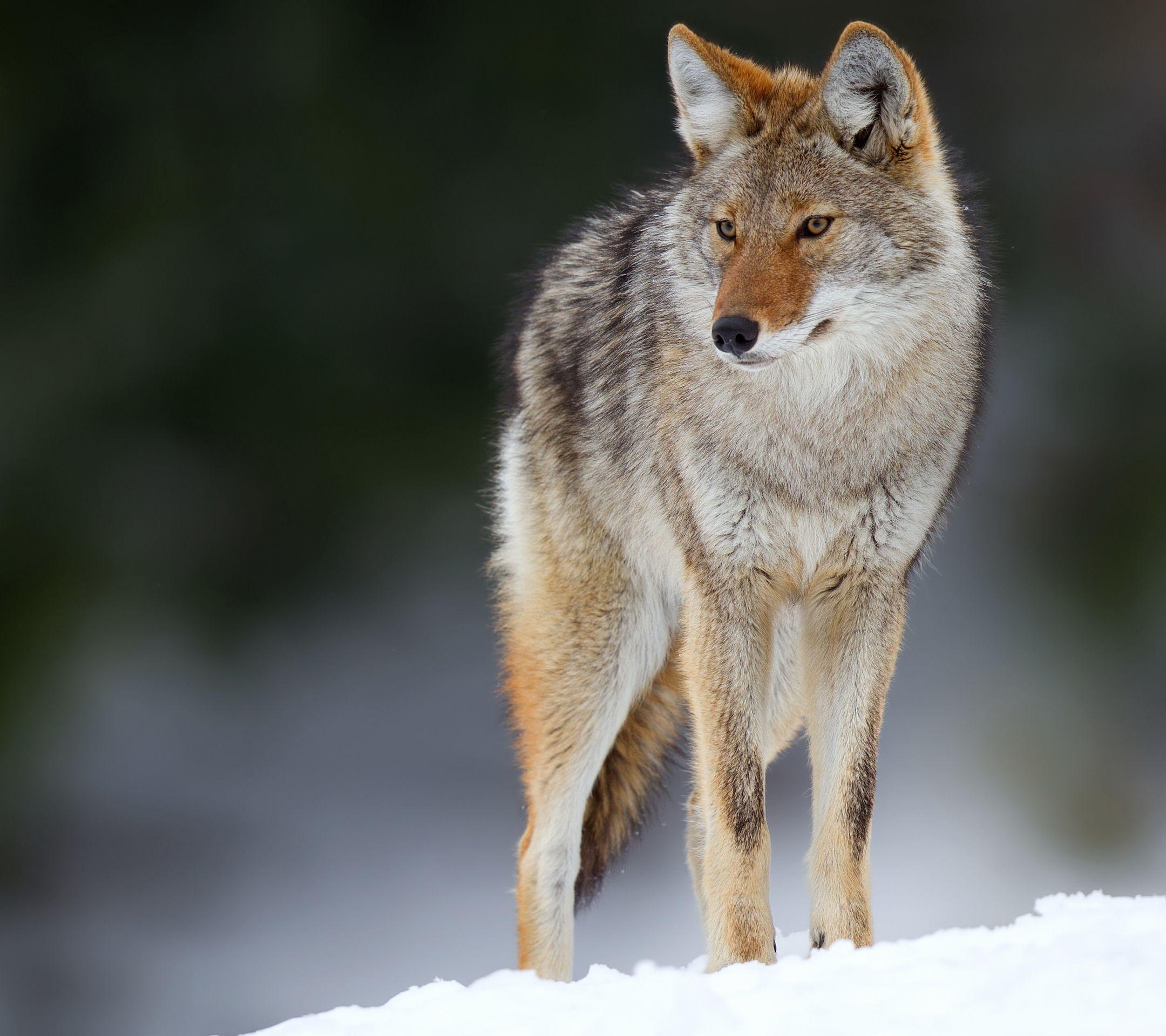 Coyote, Hinterbild, Fauna, Nordamerika, Wildleben, 2160x1920 HD Desktop