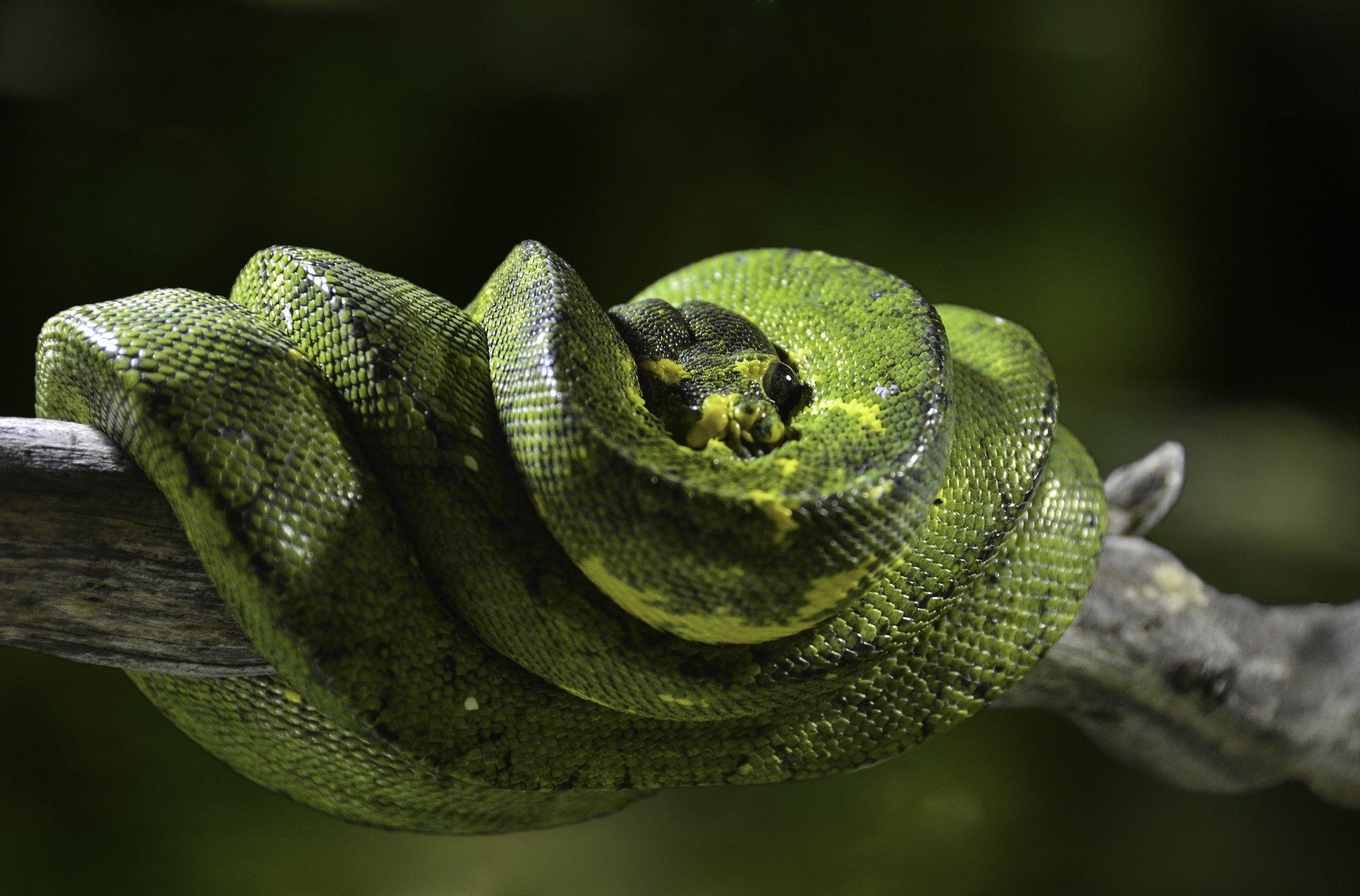 Grüner Python, Reptil, Natur, Wildtiere, Tapete, 2000x1320 HD Desktop