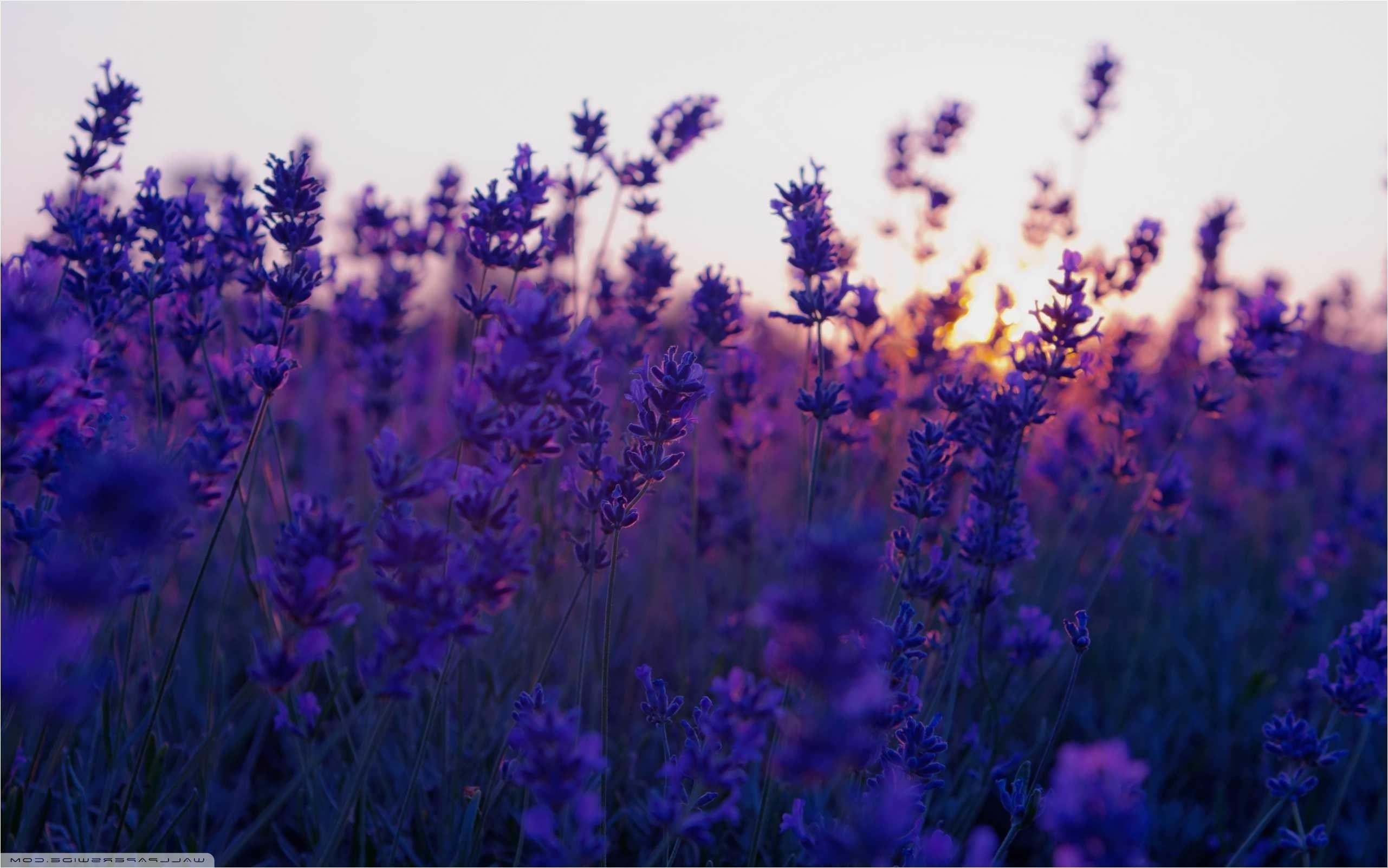 Lavendel, Violett, Blüte, Natur, Landschaft, 2570x1610 HD Desktop