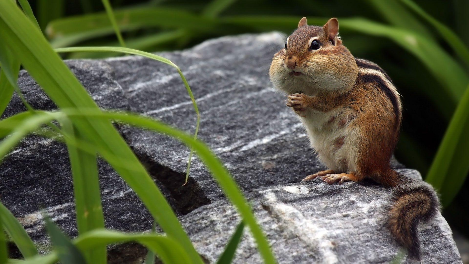 Chipmunkbacken, Niedliches Tier, Haustier, HD, Foto, 1920x1080 Full HD Desktop