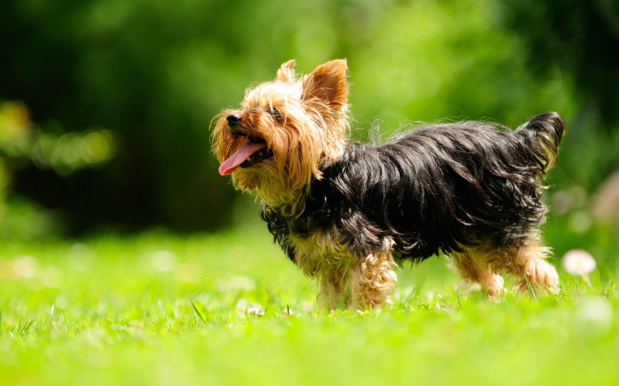 Yorkshire Terrier, Zunge herausstrecken, Hund, Bild, Tier, 2560x1600 HD Desktop