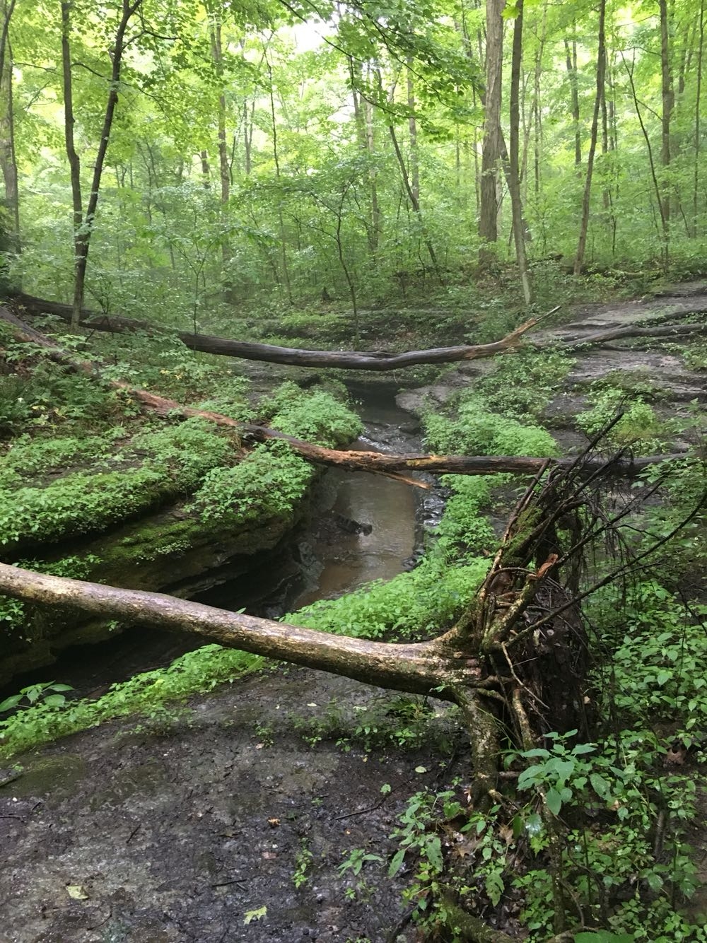 Pennsylvania, Reisen, USA, Natur, Wald, 1000x1340 HD Handy