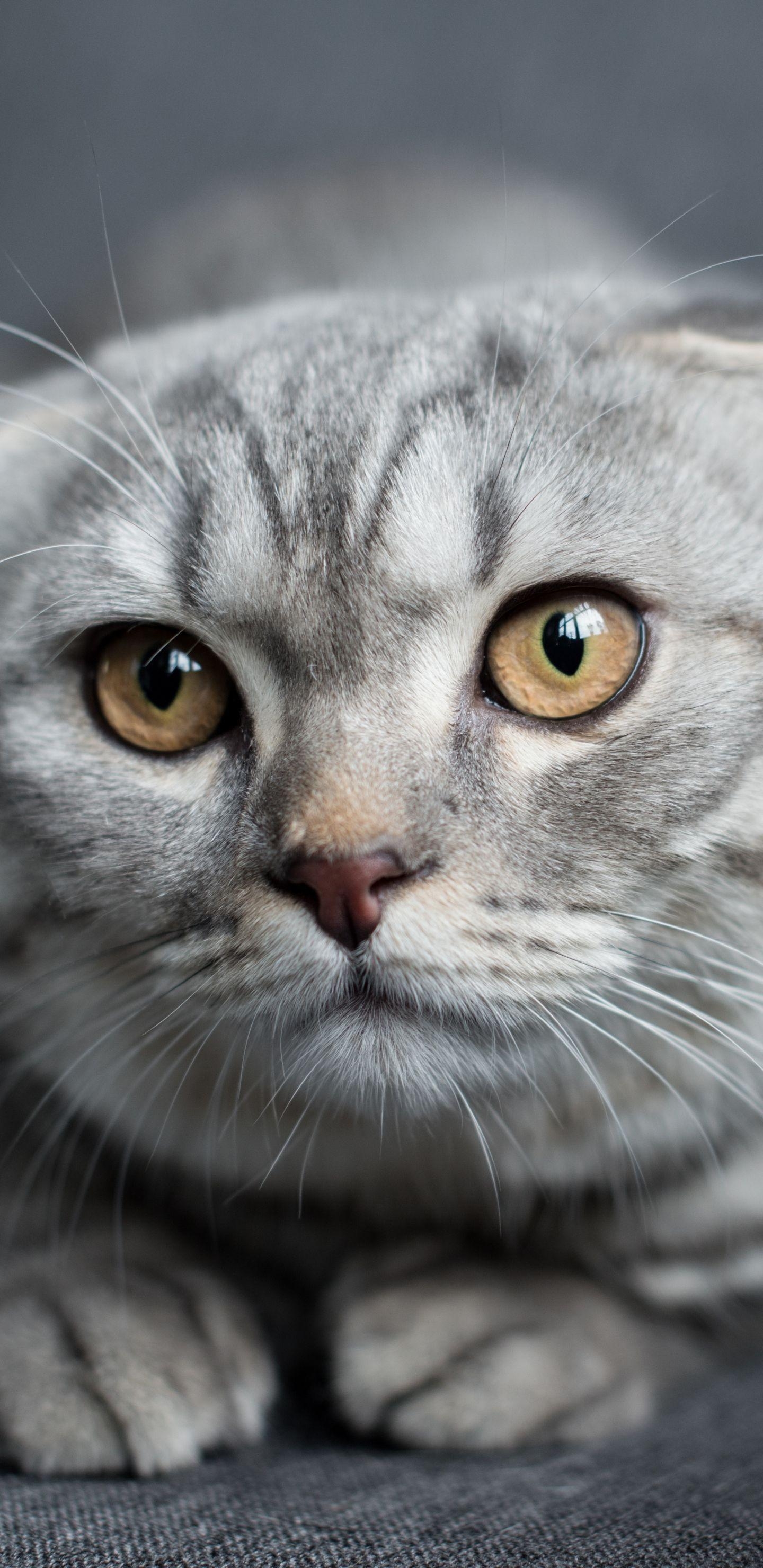 Scottish Fold Schnauze, Neugieriger Blick, Naschen, Schottisch, Bild, 1440x2960 HD Handy