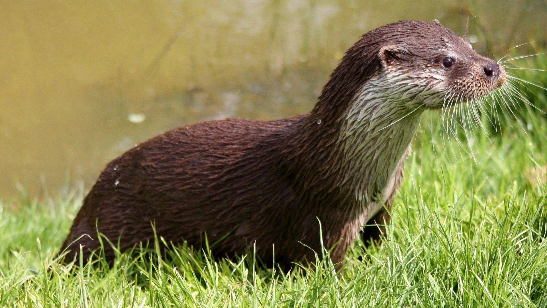 Otter, Gras, Säugetier, Natur, Wasser, 1920x1080 Full HD Desktop