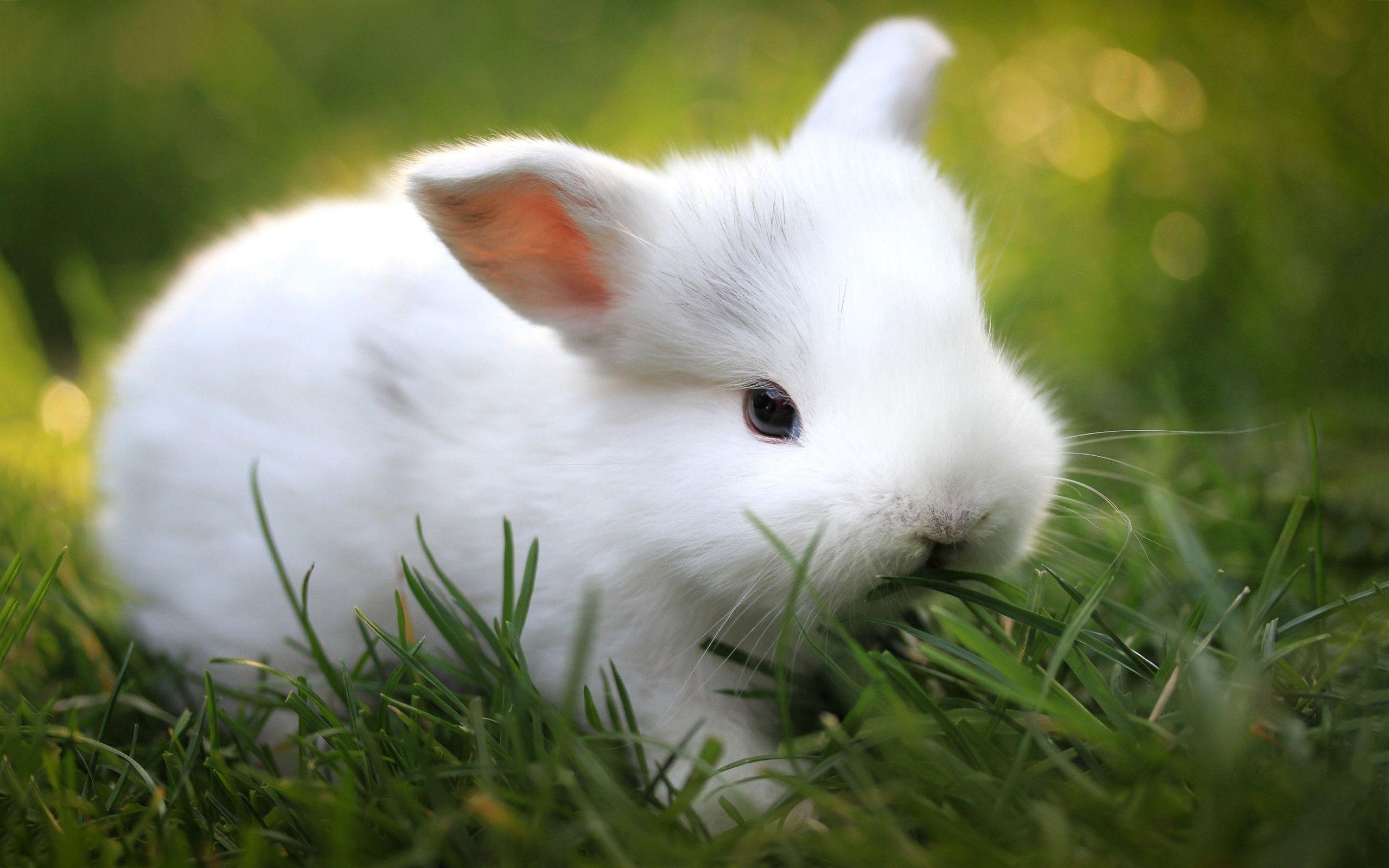 Niedliches Kaninchen, Hase, Bild, Haustier, Hintergrund, 2560x1600 HD Desktop