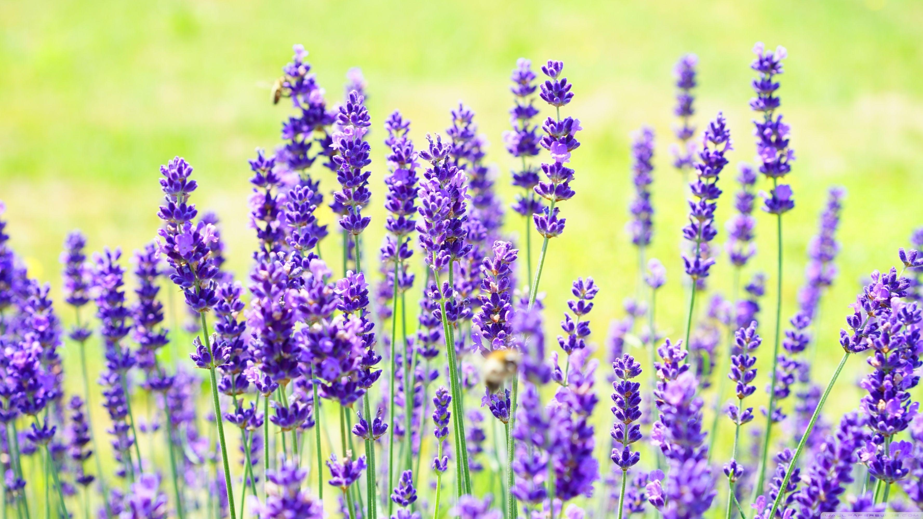 Purpur, Lavendel, 4K, Natur, Lila Blumen, 3560x2000 HD Desktop