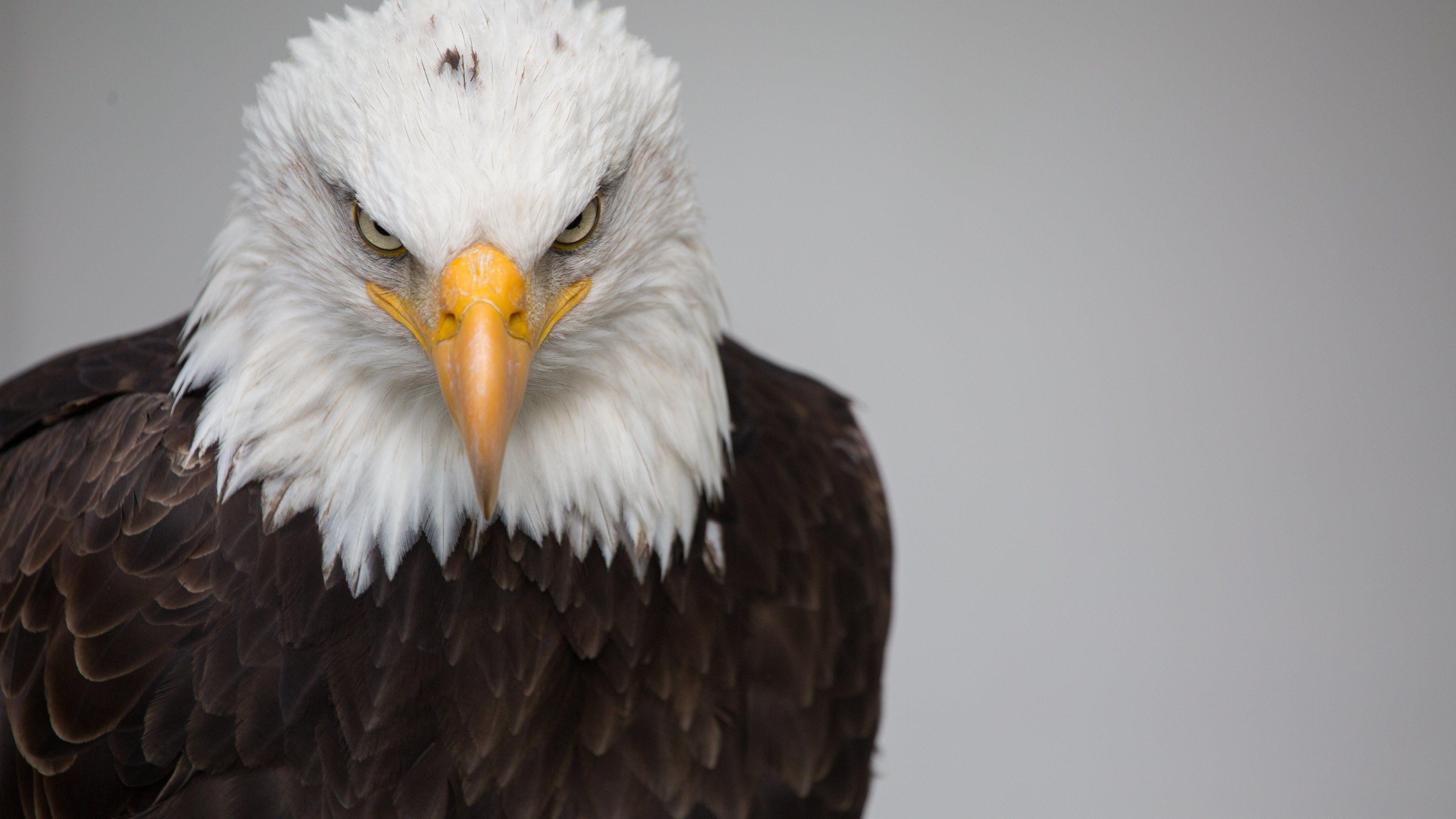 Weißkopfseeadler 4K, UHD Hintergrund, Tierwelt, Freiheit, 3840x2160 4K Desktop