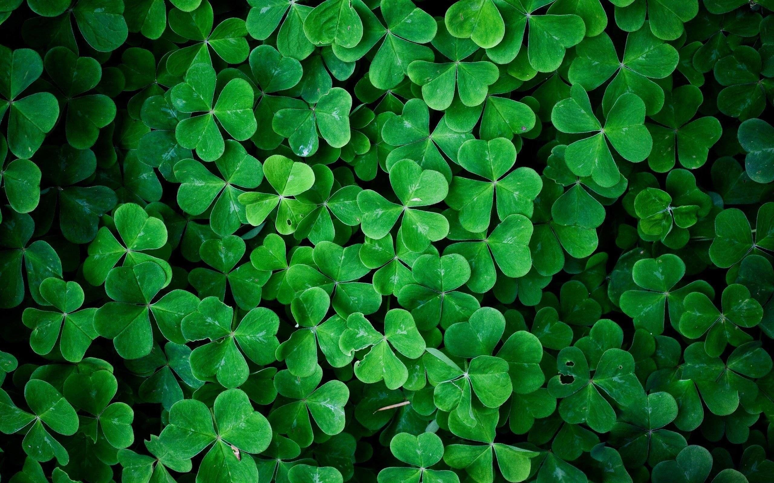 Irischer Shamrock, Symbol, Klee, Glück, Tradition, 2560x1600 HD Desktop