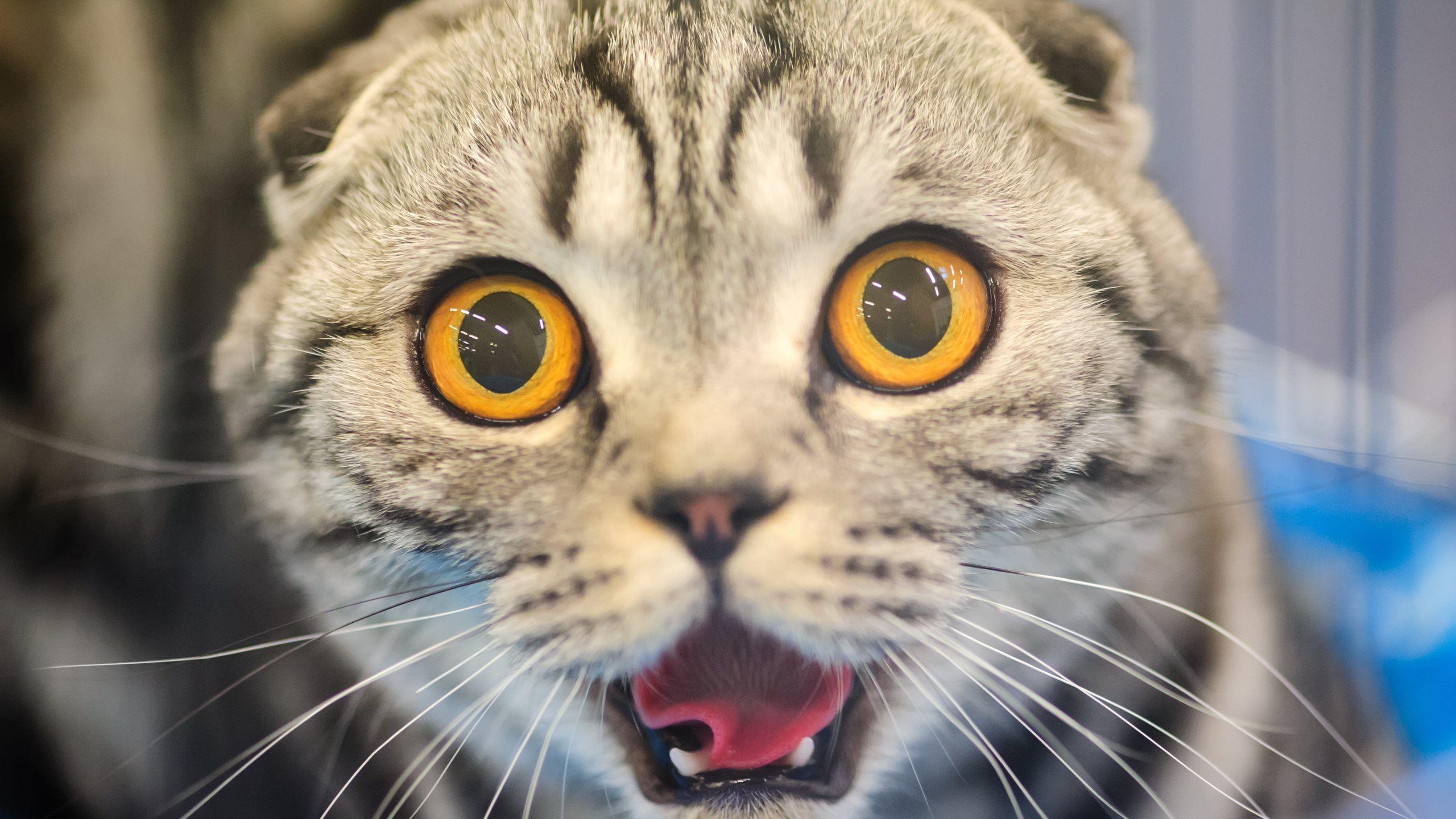 Scottish Fold, süße Katze, Wallpaper, Full HD, Download, 2560x1440 HD Desktop