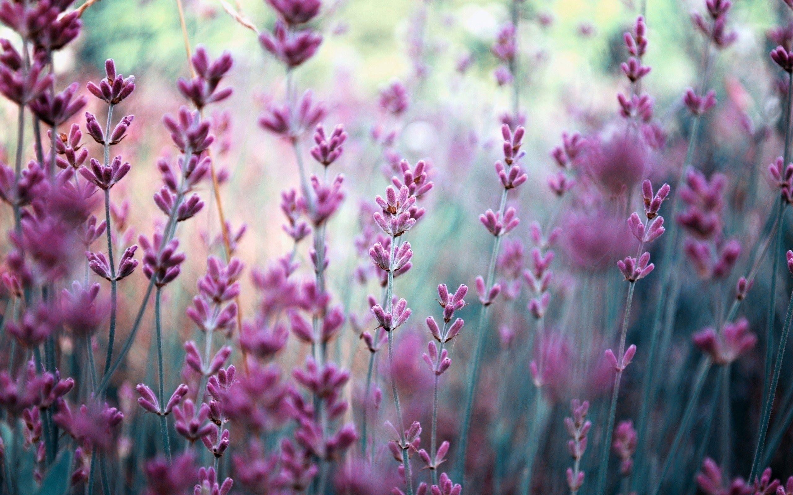 Lavendel, Natur, Bild, Pflanzenkunst, Hintergrund, 2560x1600 HD Desktop