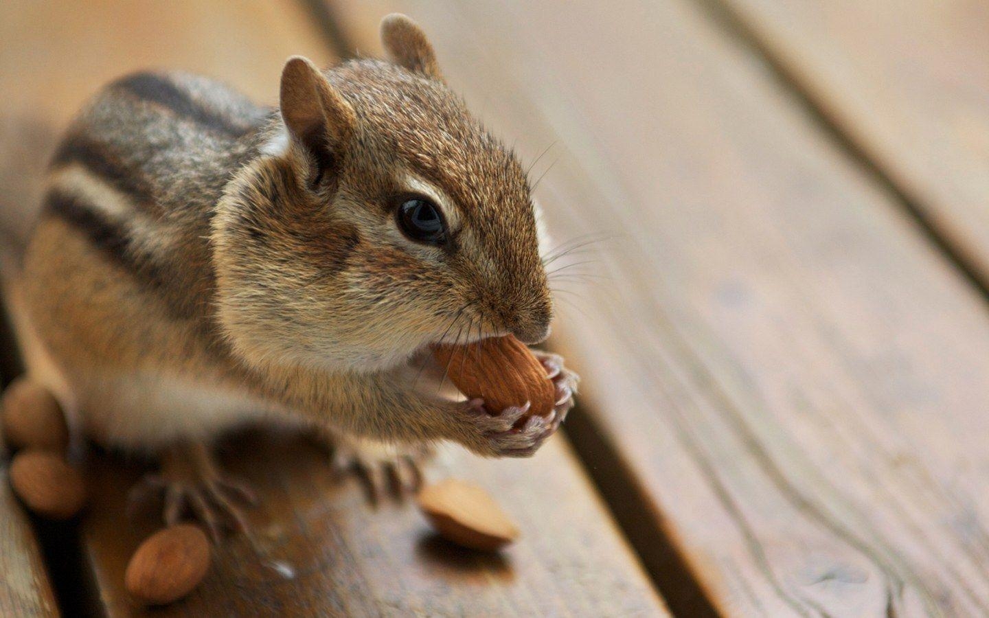 Niedliches Chipmunk, Hintergrund, Tier, HD, Foto, 1440x900 HD Desktop