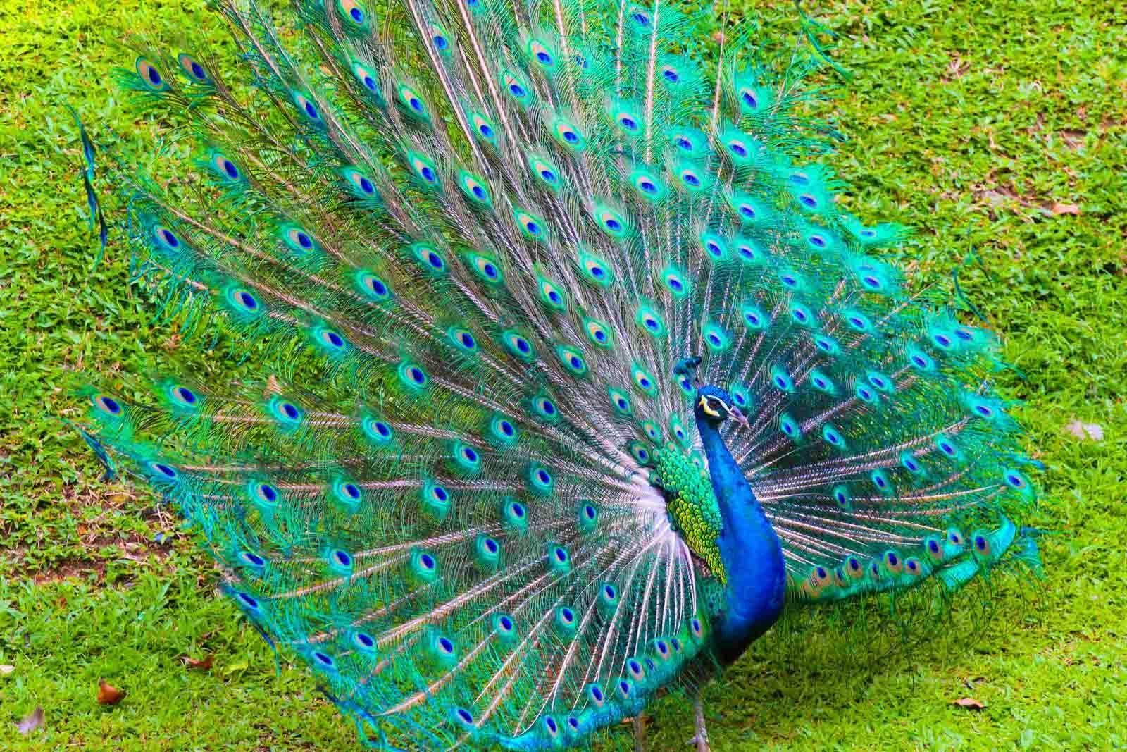 Schöner Pfau, Hintergrund, HD, Pfauenfoto, Tierbild, 1600x1070 HD Desktop