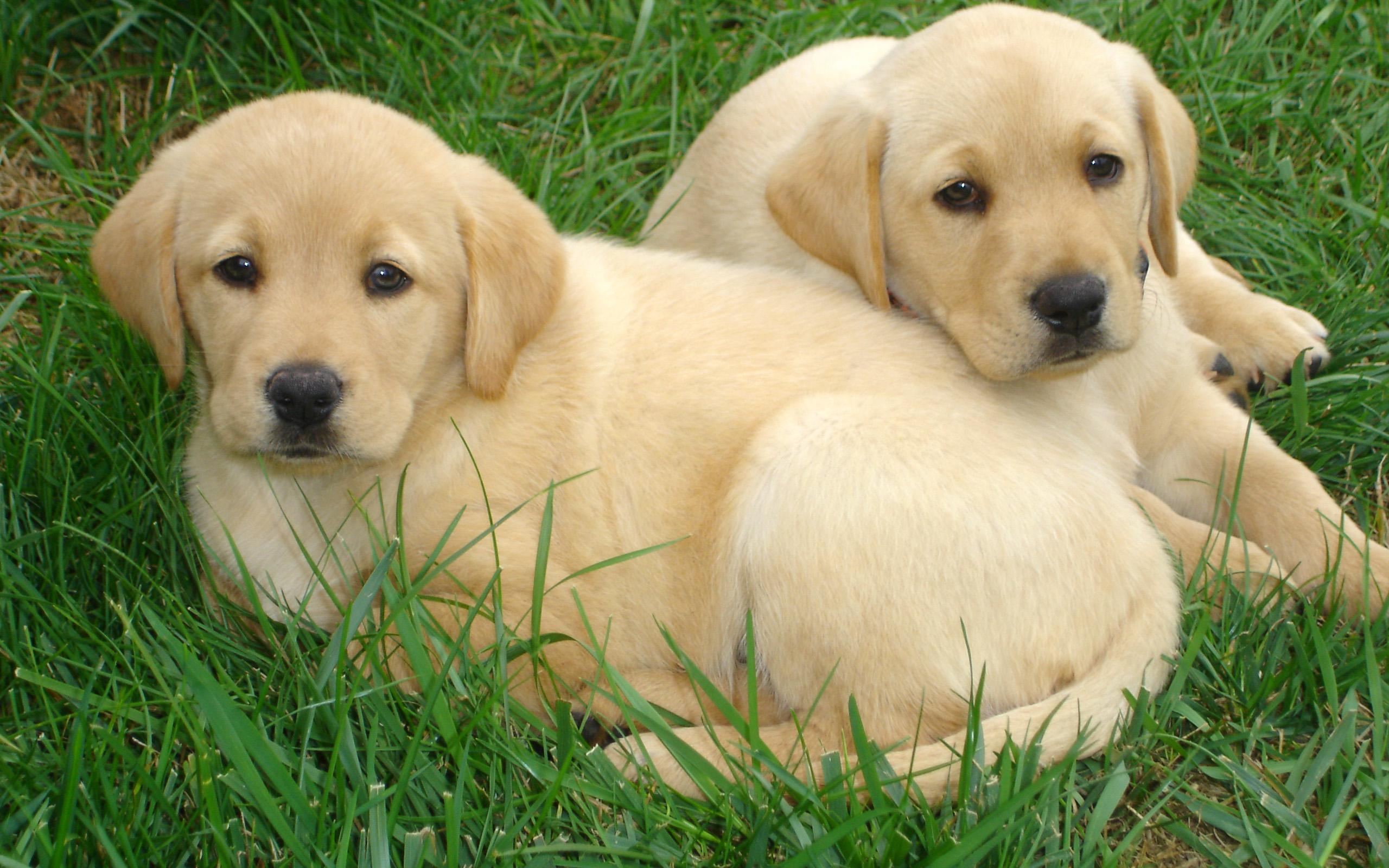 Labrador Retriever, HD, Hundebild, Hintergrund, Tier, 2560x1600 HD Desktop